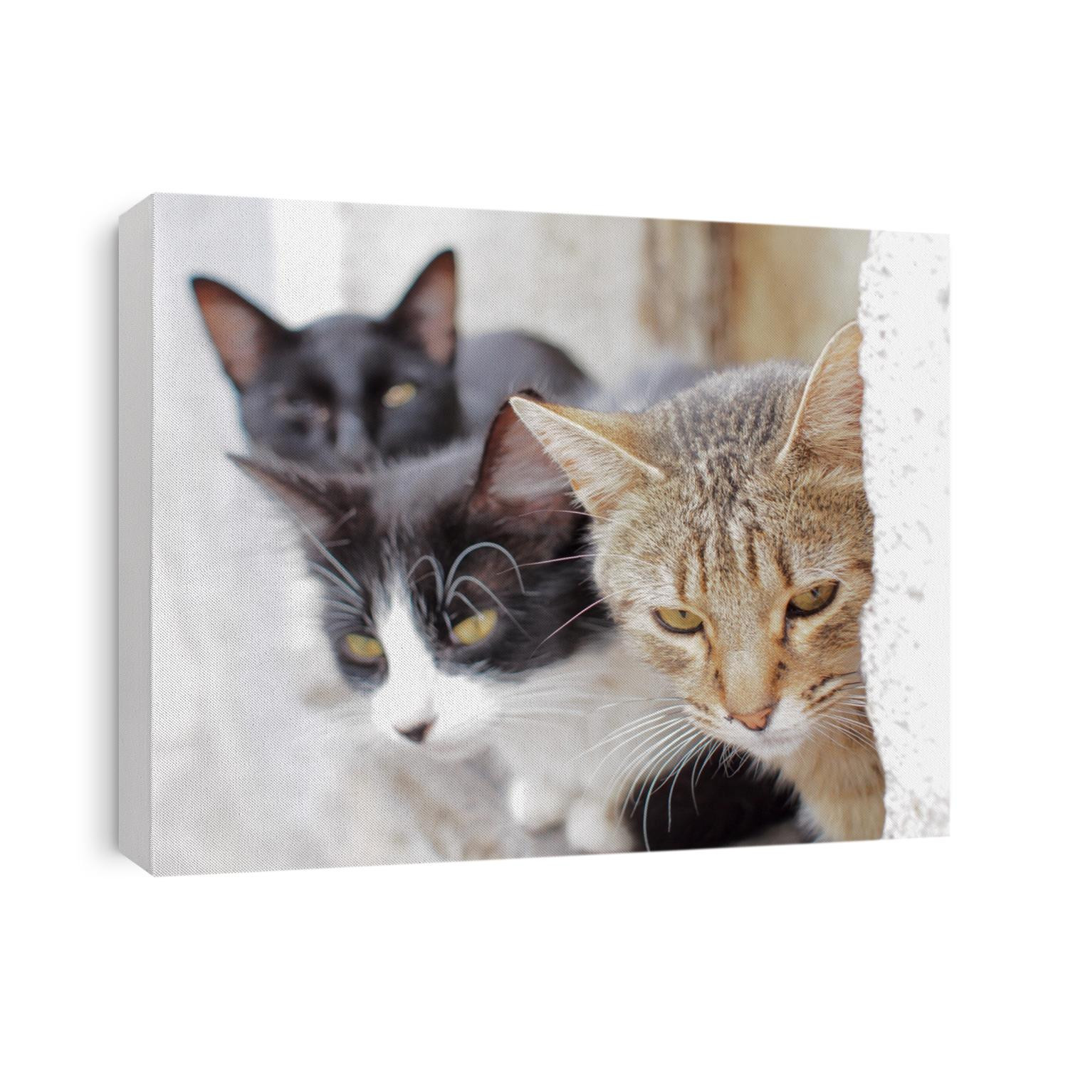 Stray cats photographed in Guanajuato, Mexico.