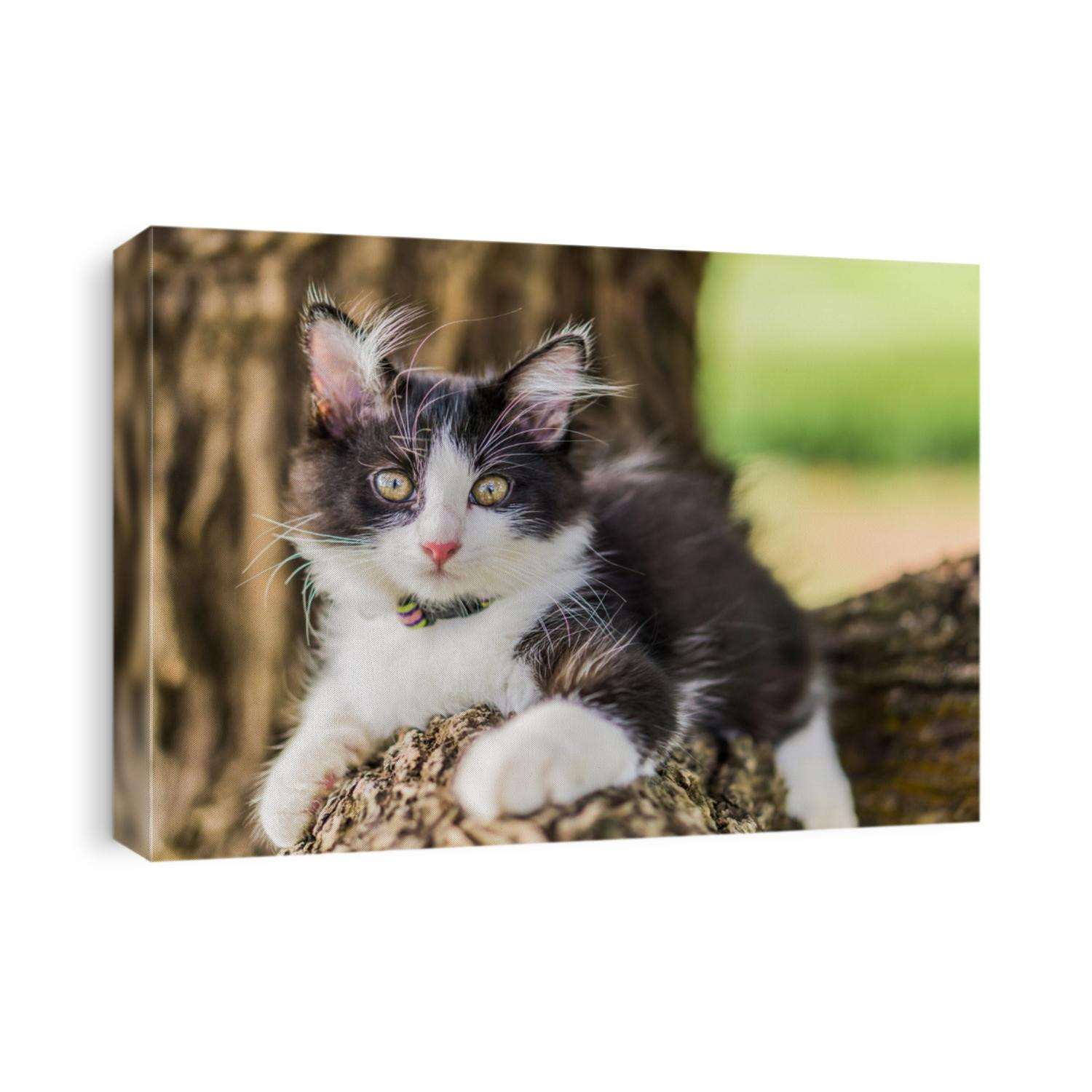 Cute cat is lying on the tree,Little kitten on a branch ,Cute pets have white and black colors on a natural background ,The eyes of mammals are looking. 