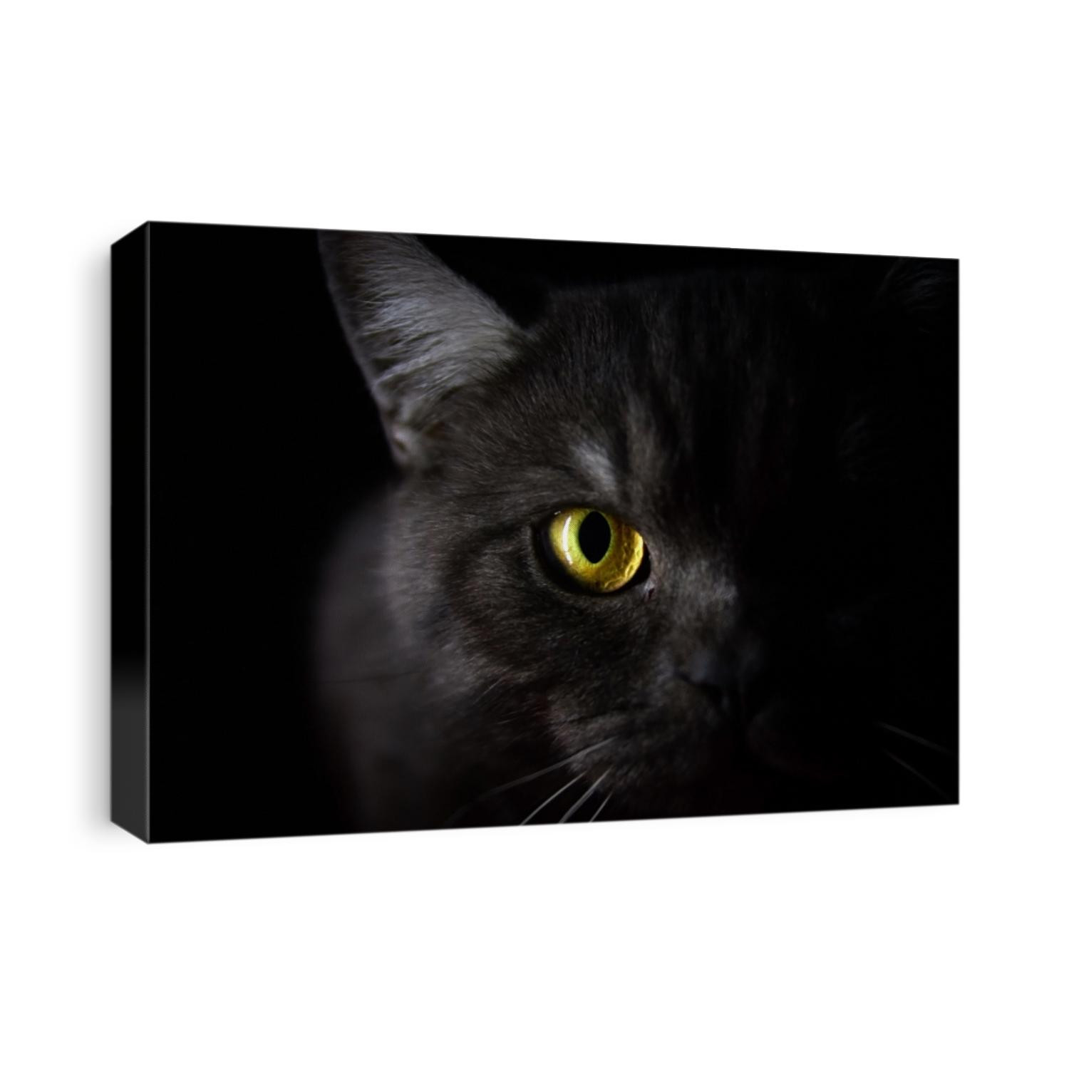 Black british cat closeup face with yellow eyes in dark background. Black banner