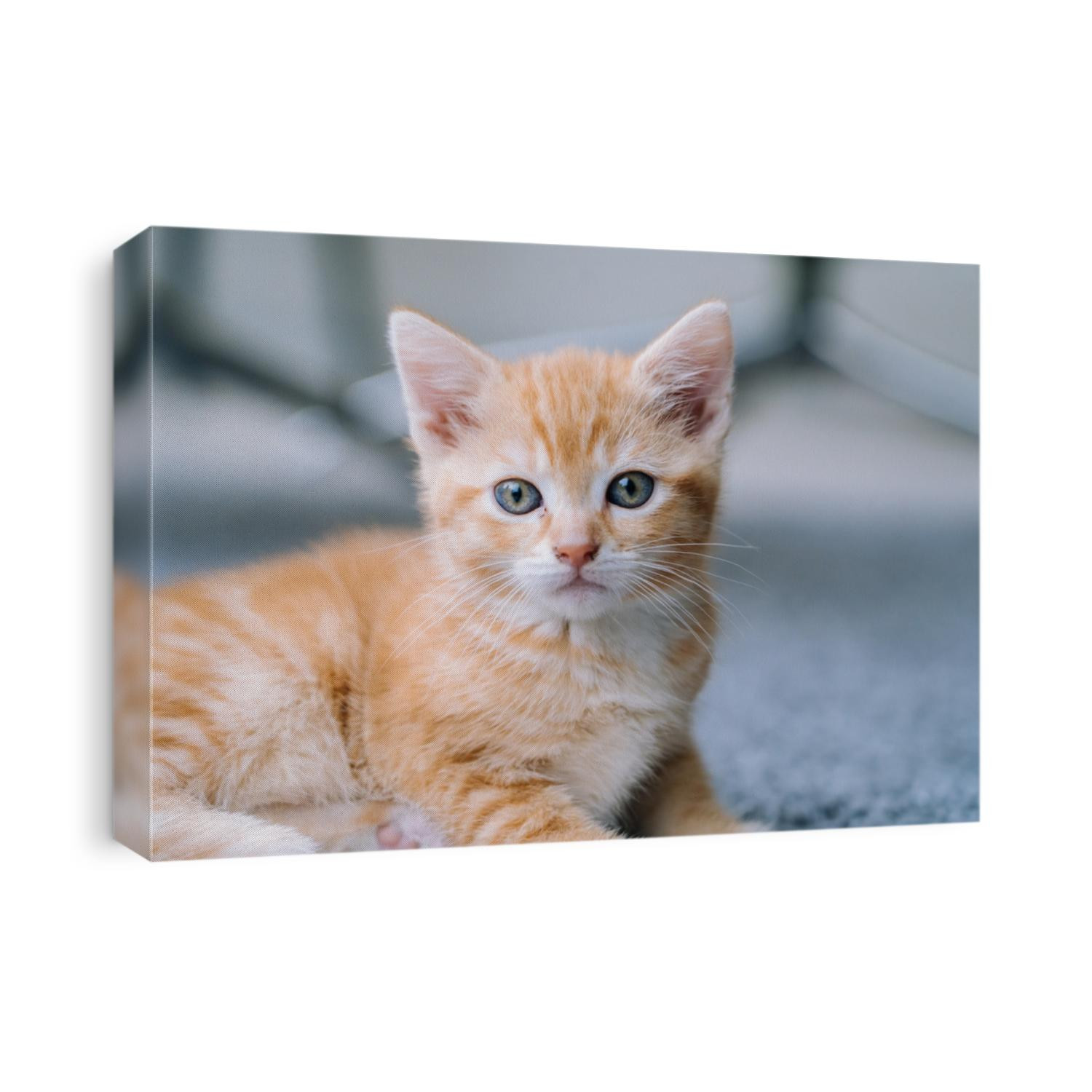 Cute little red cat stay on wooden floor with window on background. Young cute little red kitty. Long haired ginger kitten play at home. Cute funny home pets. Domestic animal and Young kittens
