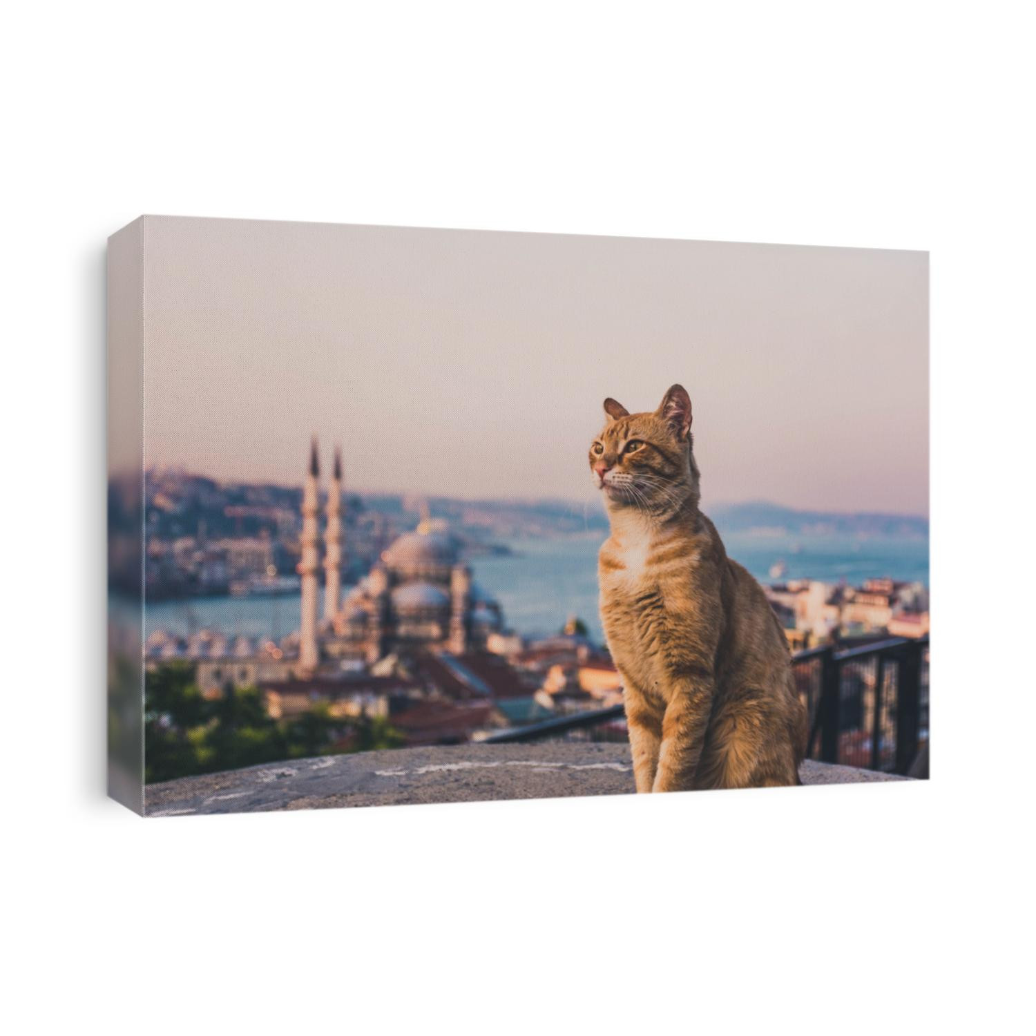 Yellow cats of Istanbul from the top of the grand valide khan. Behind the cat you can see the golden horn and mosque view of Istanbul, Turkey