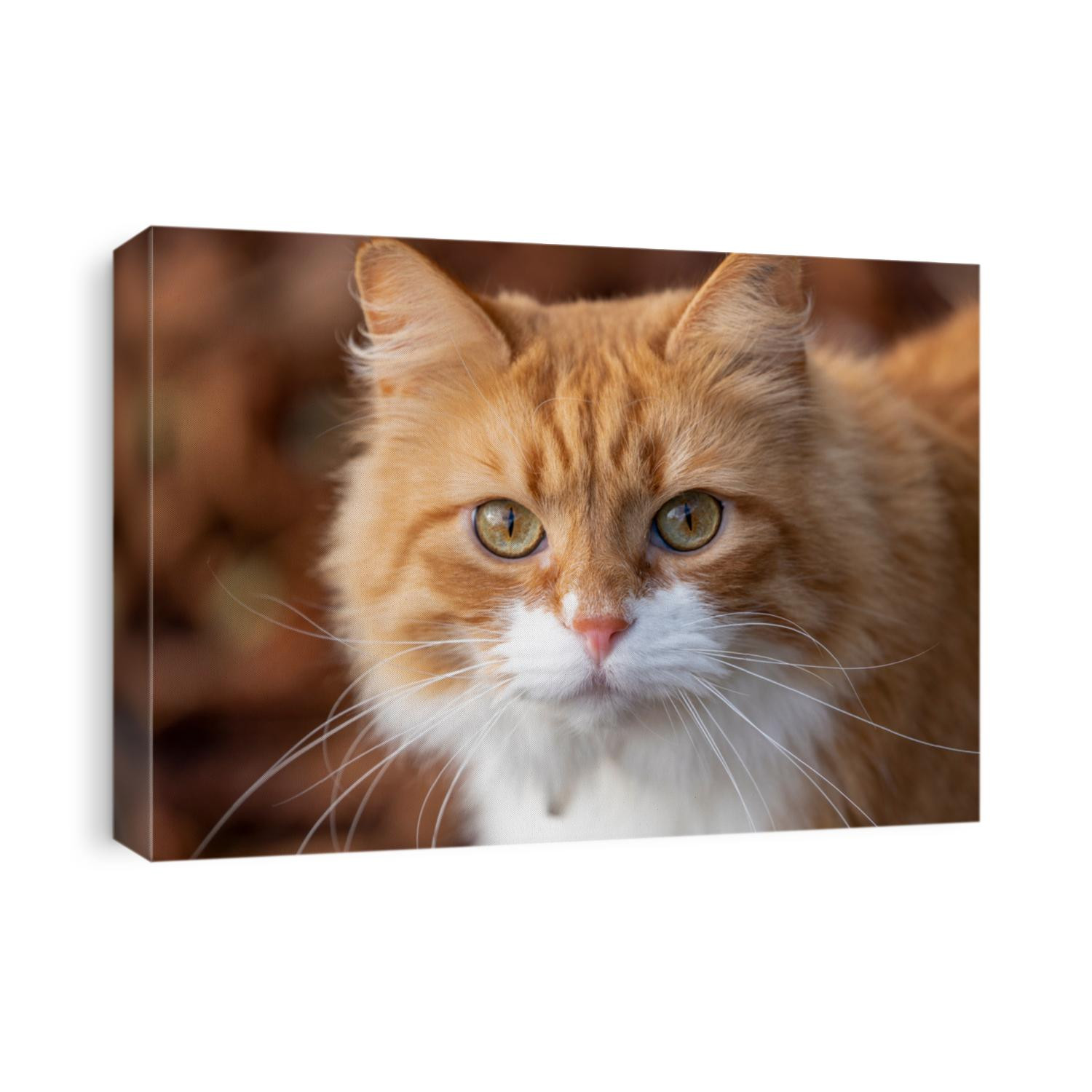 Portrait Orange Cat outdoors in autumn park with autumn orange Colors looking at camera.