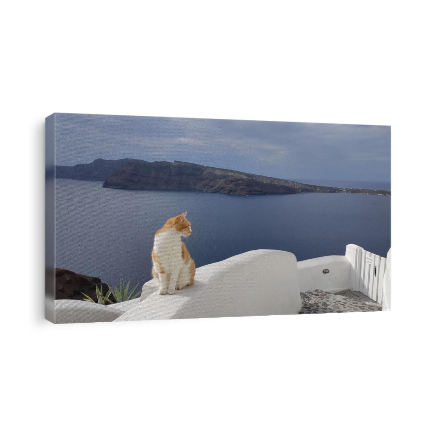 rest of a cat, Santorini island, Oya village.