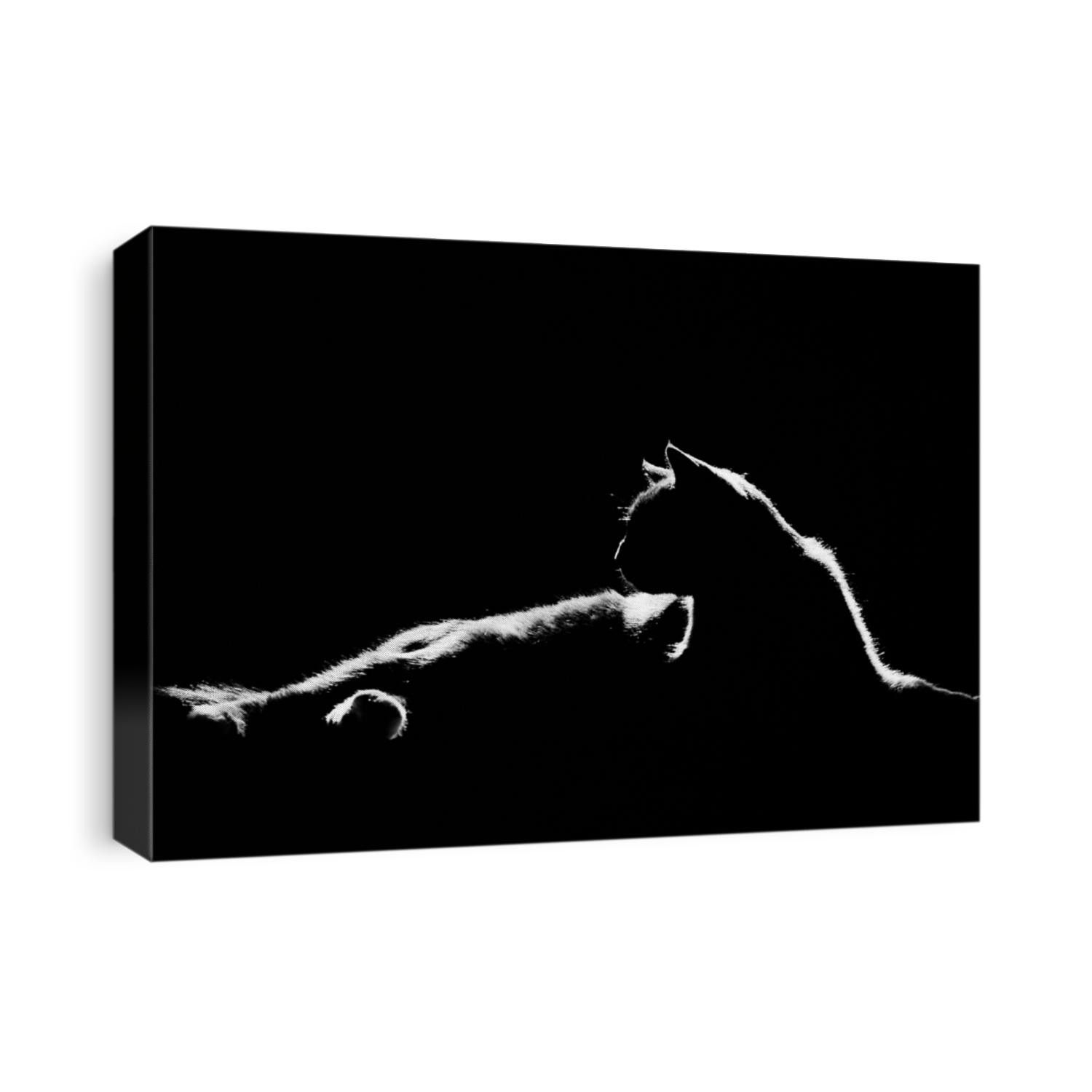 Black cat in a black room silhouette