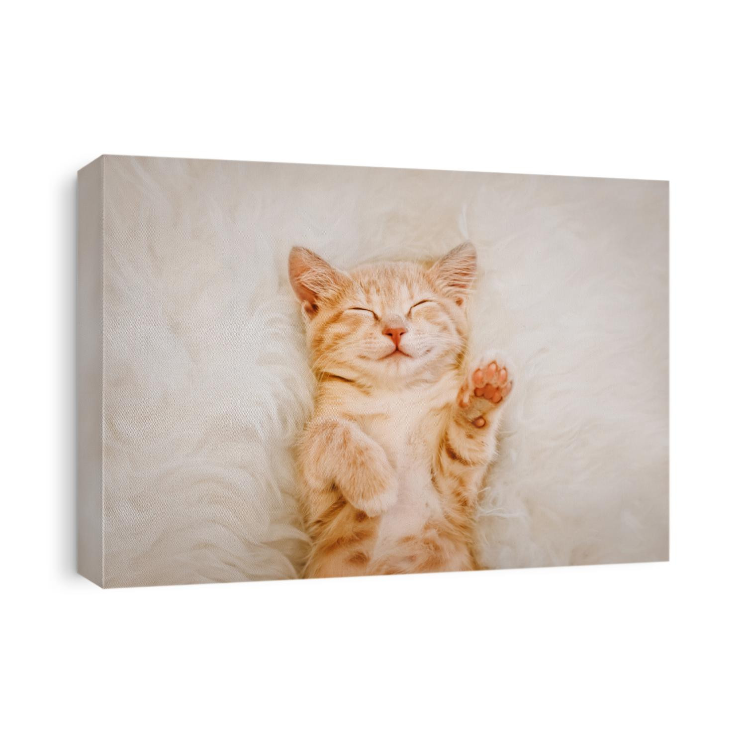 Cute, red kitten is sleeping on his back and smiling, paws up. Concept of sleep and good morning.