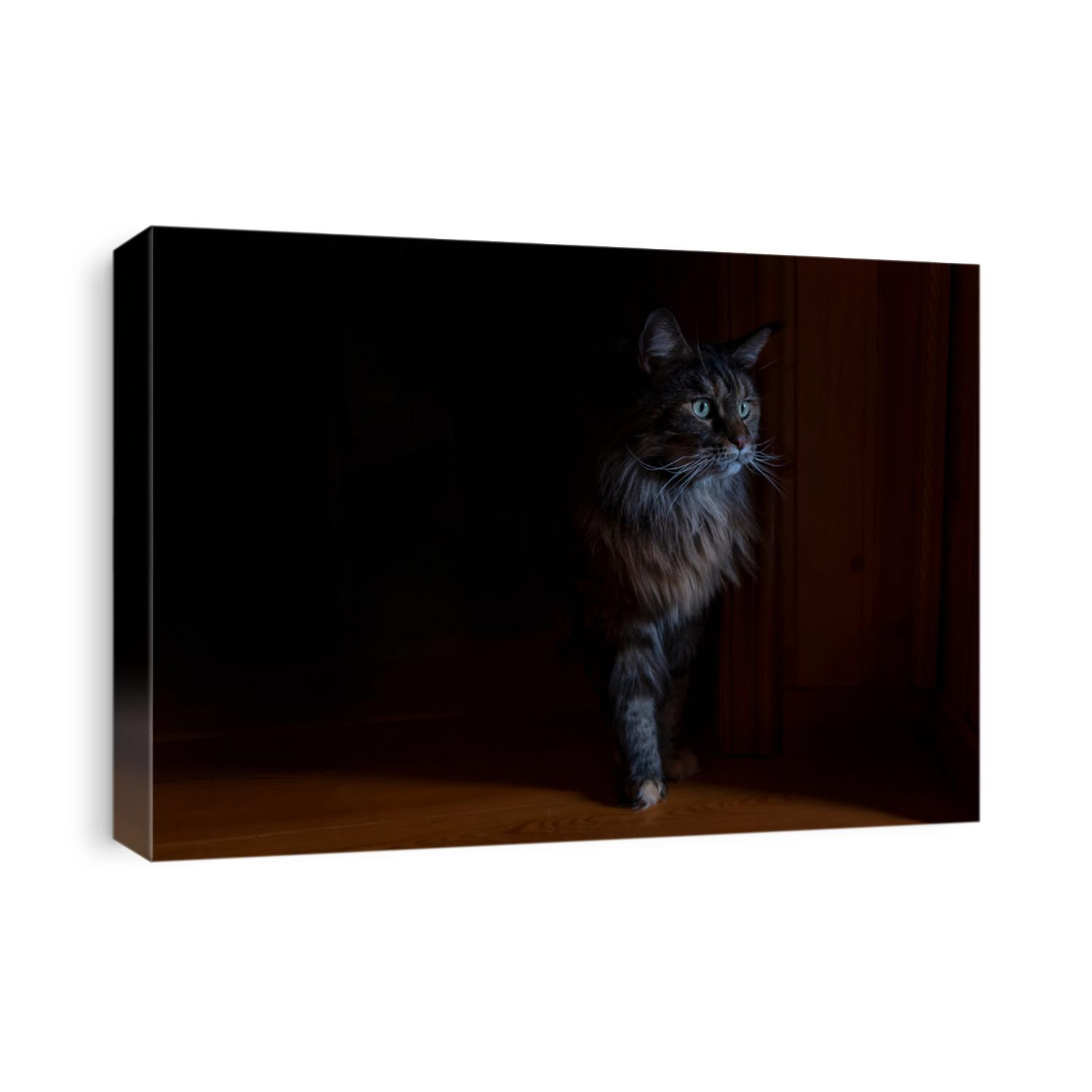 Portrait beautiful Maine Coon cat with green eyes, fluffy cat in dark.