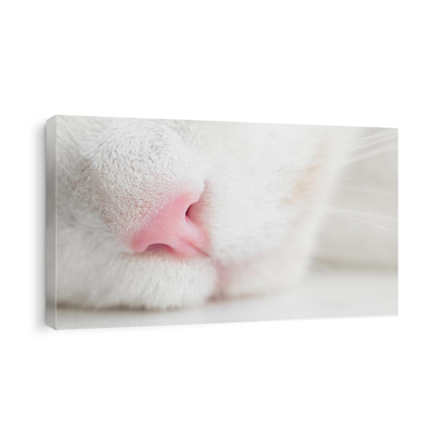 Cute feline pink nose macro close-up, White cat, kitten with a mustache. Great concept for greeting card with copy space.