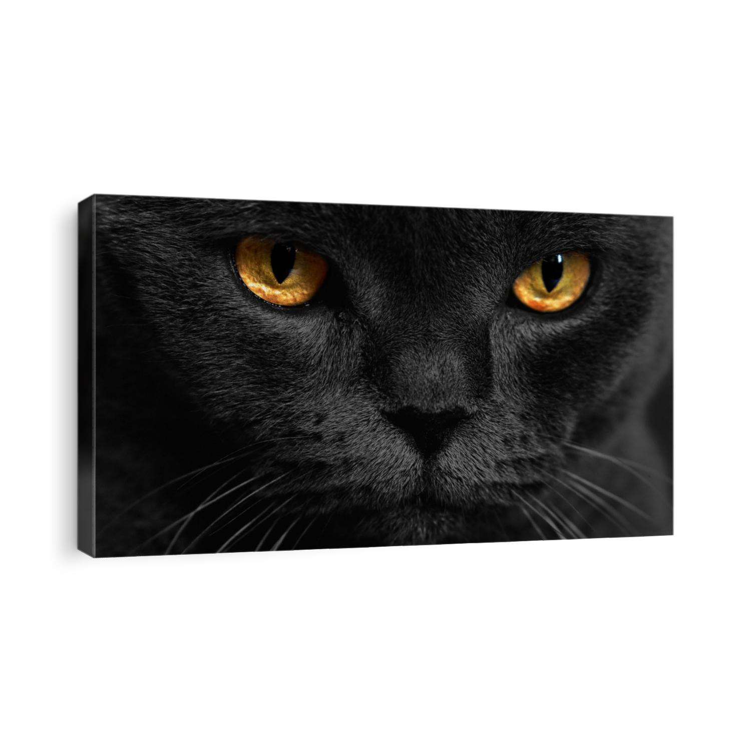 Yellow cat eyes on a dark background. Cat look. face with yellow eyes. 