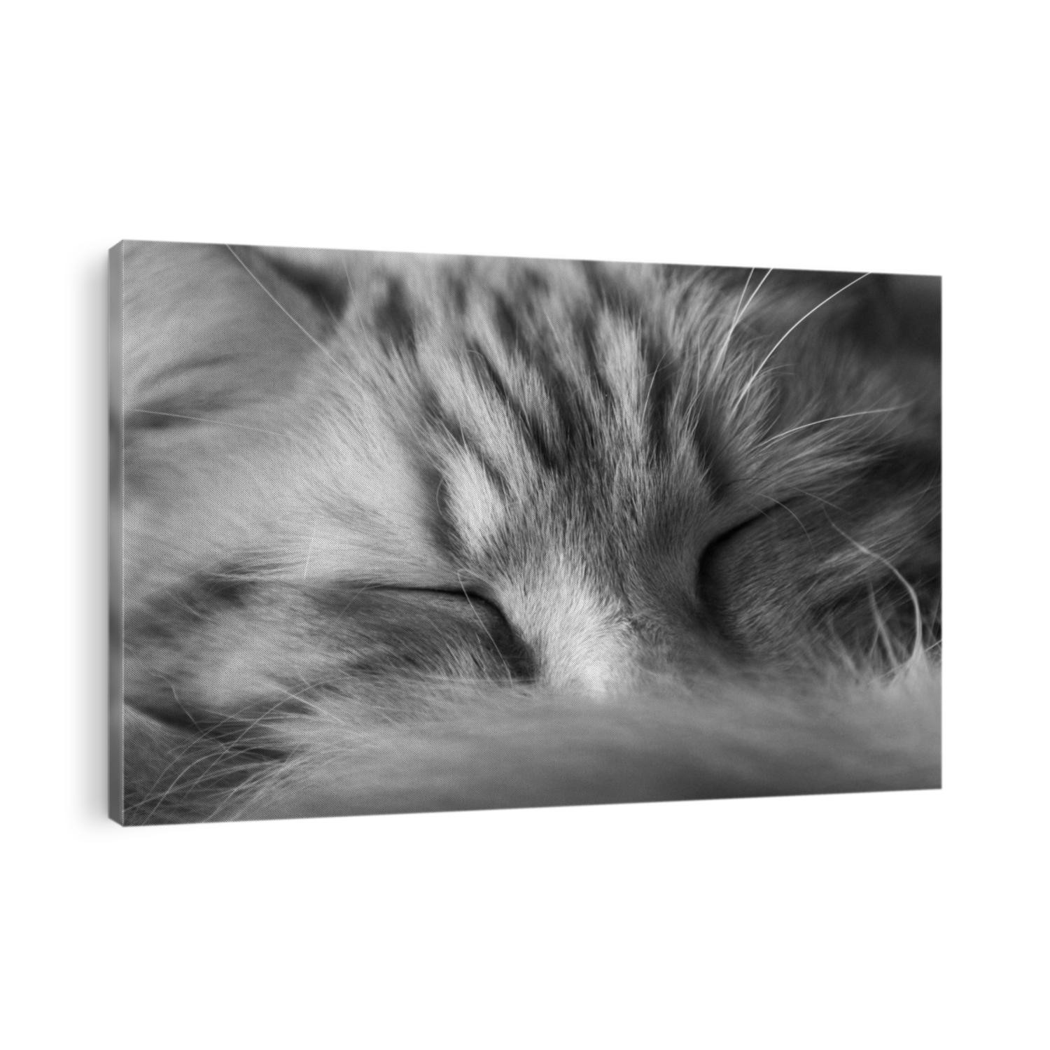 Black and white portrait of a cat.