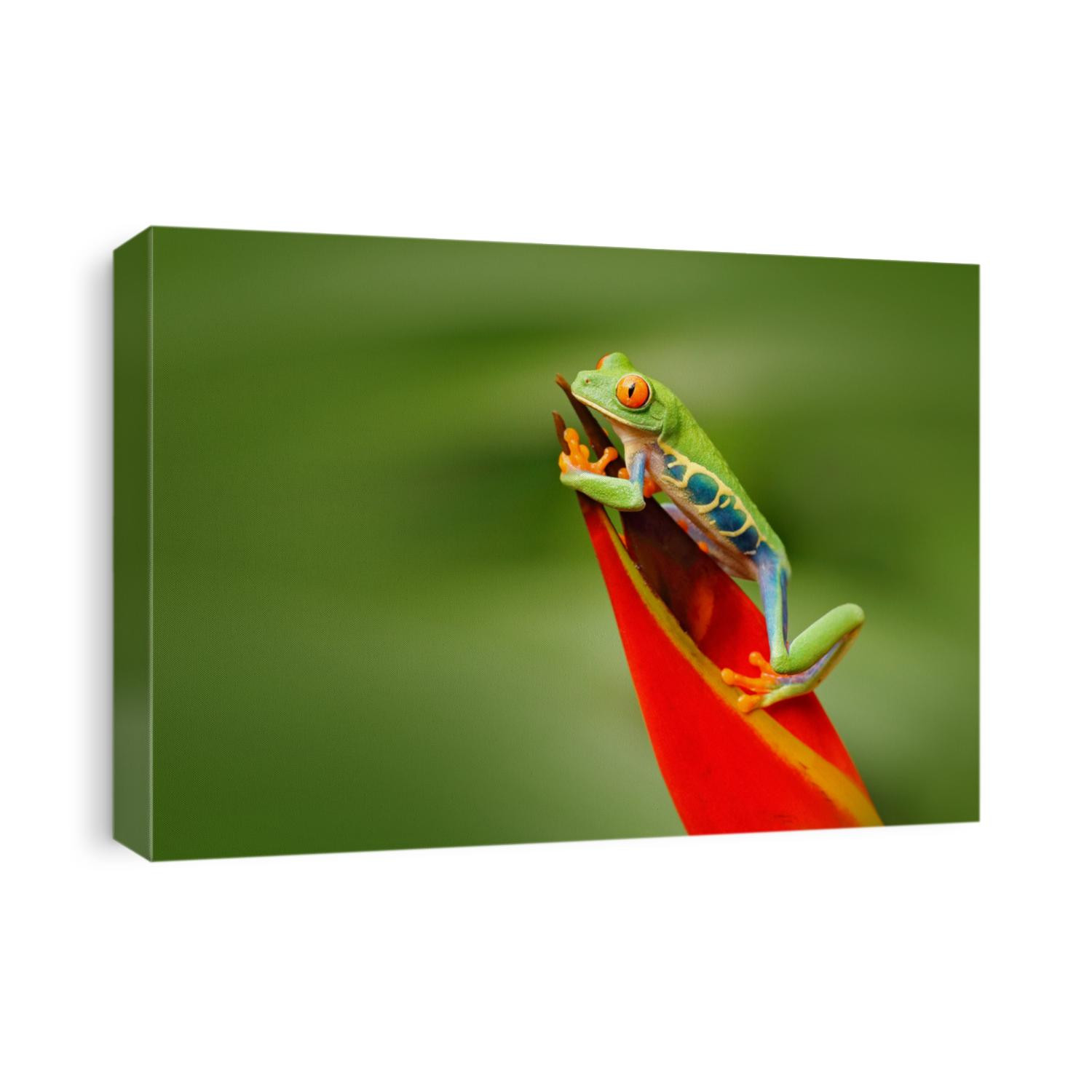 Red-eyed Tree Frog, Agalychnis callidryas, animal with big red eyes, in the nature habitat, Costa Rica. Beautiful frog in forest, exotic animal from central America.