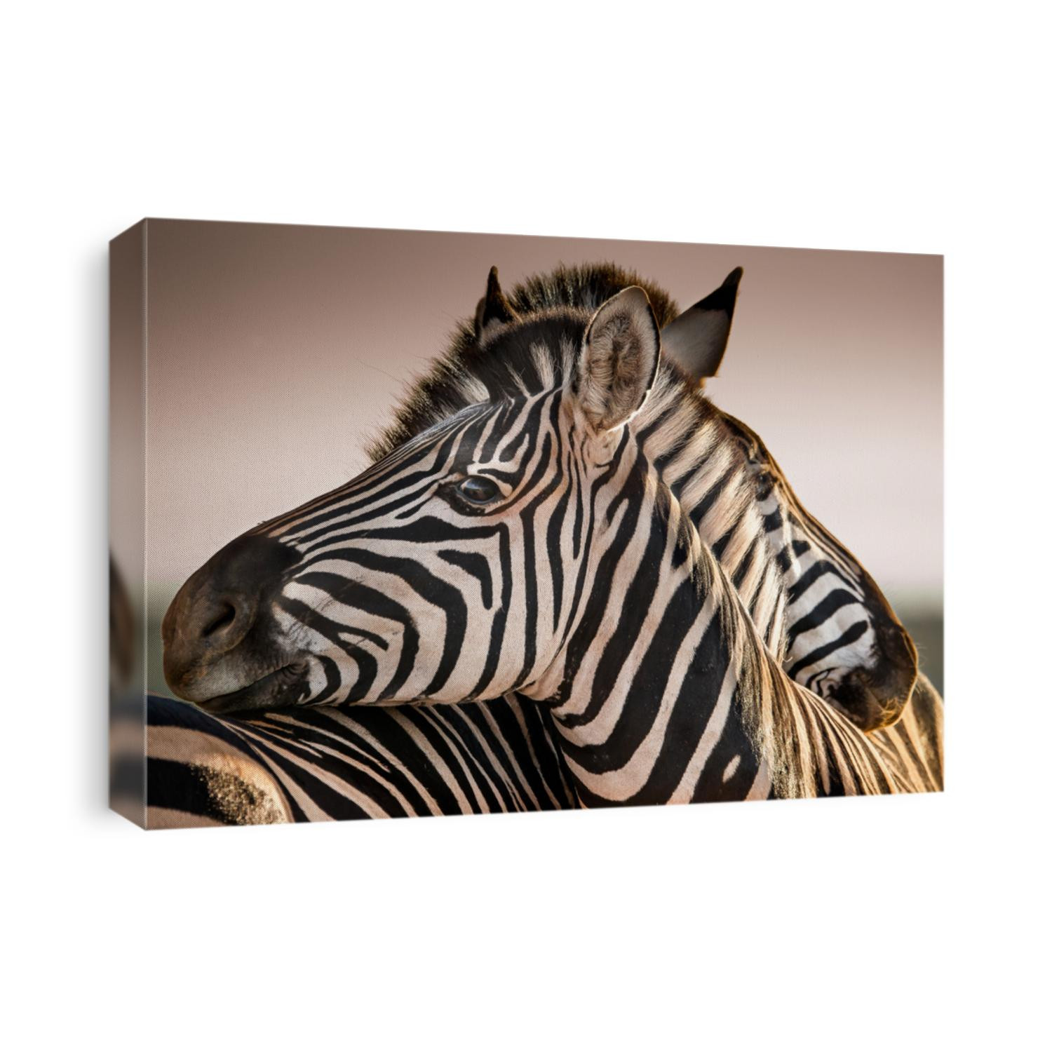 A serene moment in a Zebra herd as two family members rest their heads on each other at the end of the day as the sun sets in the distance