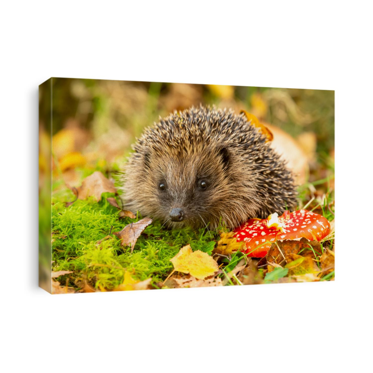 Hedgehog, (Scientific name: Erinaceus Europaeus) wild, native, European hedgehog with red Fly Agaric toadstool, and green moss.  Facing forward.  Autumn or fall. Close up. Horizontal.  Space for copy.