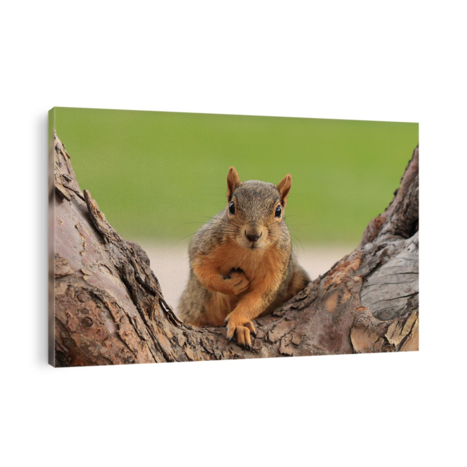 Portrait of fox squirrel (Sciurus niger) sitting on branch isolated on green. Holds foreleg with nut on chest. Urban wildlife. The largest species of tree squirrel in N. America. Denver, Colorado.