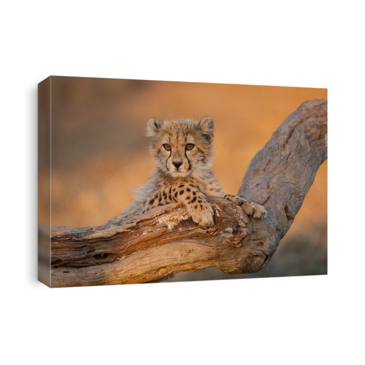 Baby cheetah with big eyes portrait sitting on a dead log in Kruger Park South Africa