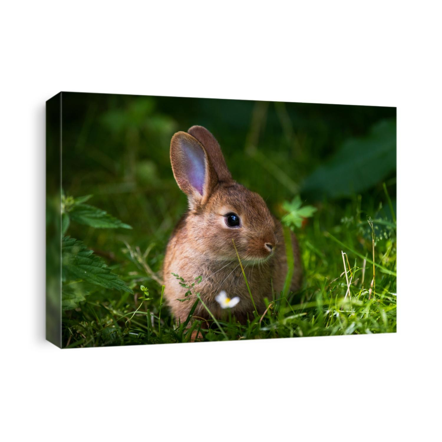 A wild orange Rabbit/bunny with big ears in a fresh green forest (Spring baby rabbit or Easter rabbit)