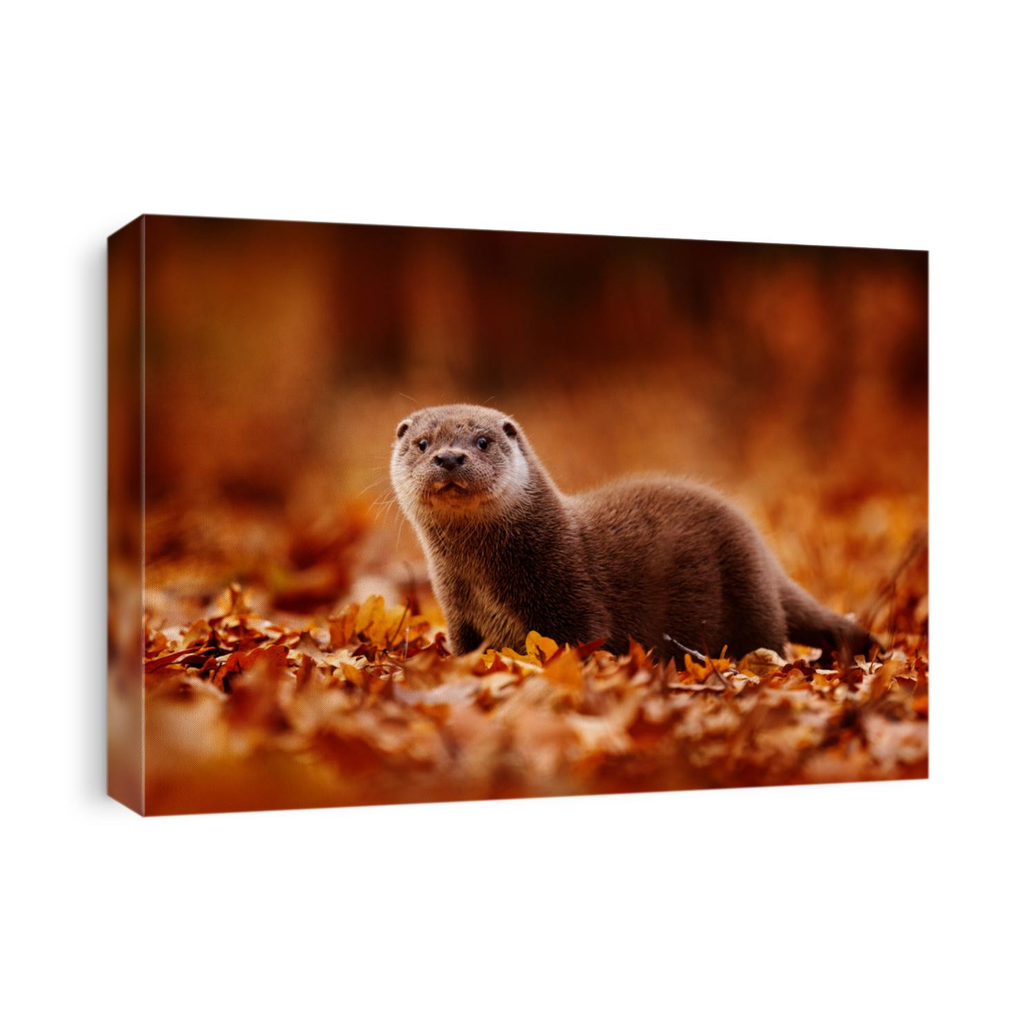 Otter, autumn orange wildlife. Eurasian otter, Lutra lutra, detail portrait of water animal in nature habitat, Slovakia, water predator. Animal from river, wildlife from Europe.                       