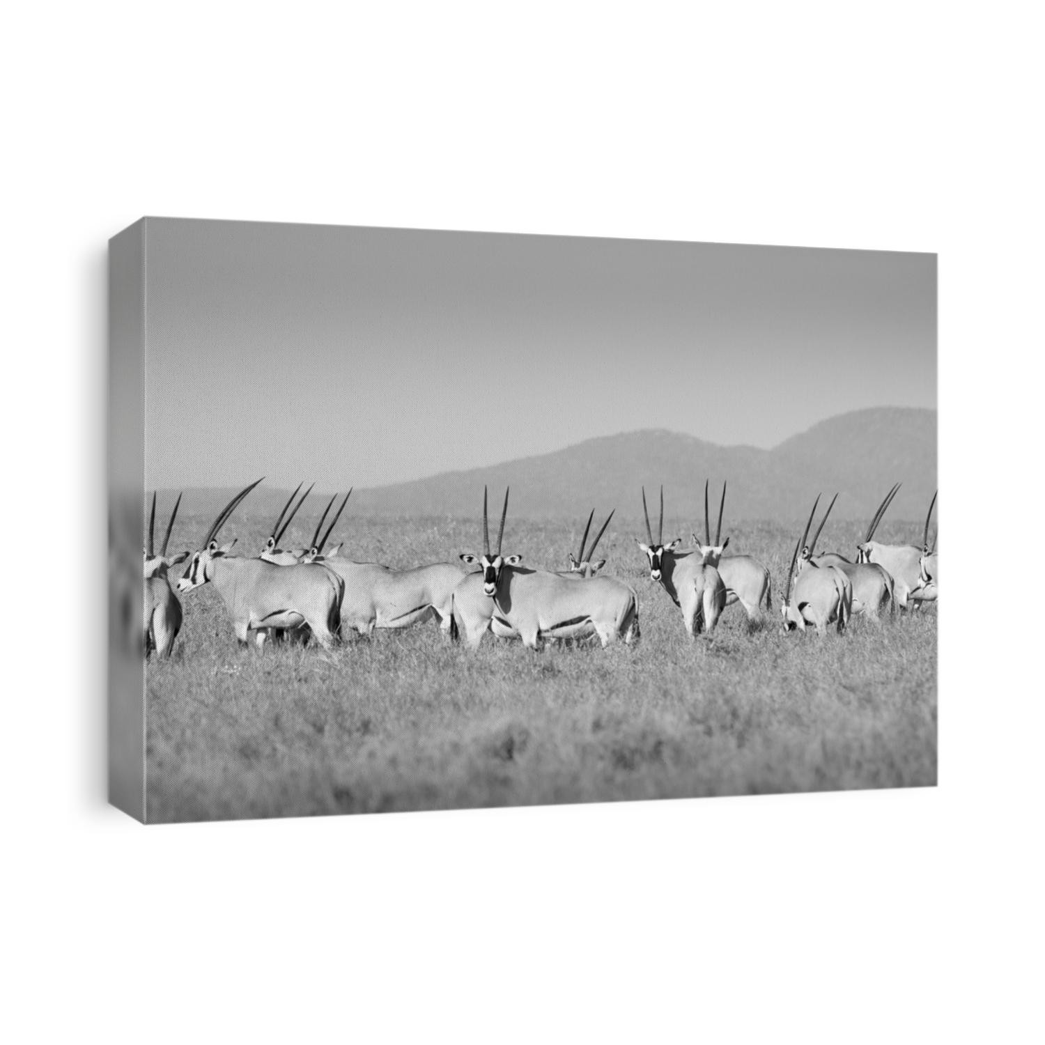 Beisa East African Oryx, Lewa Wildlife Conservancy, Kenya