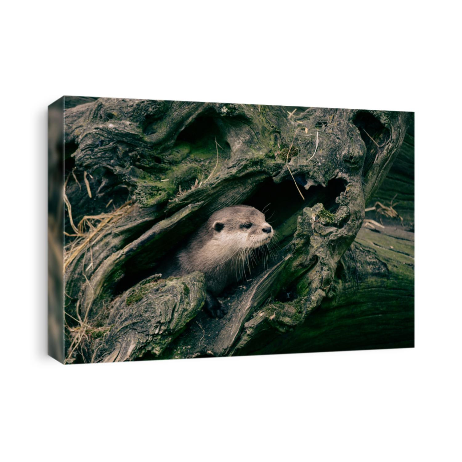 The otter, lutra in the rhizome of the tree in the forest. World Wildlife Day, nature, forest and river conservation, ecology 