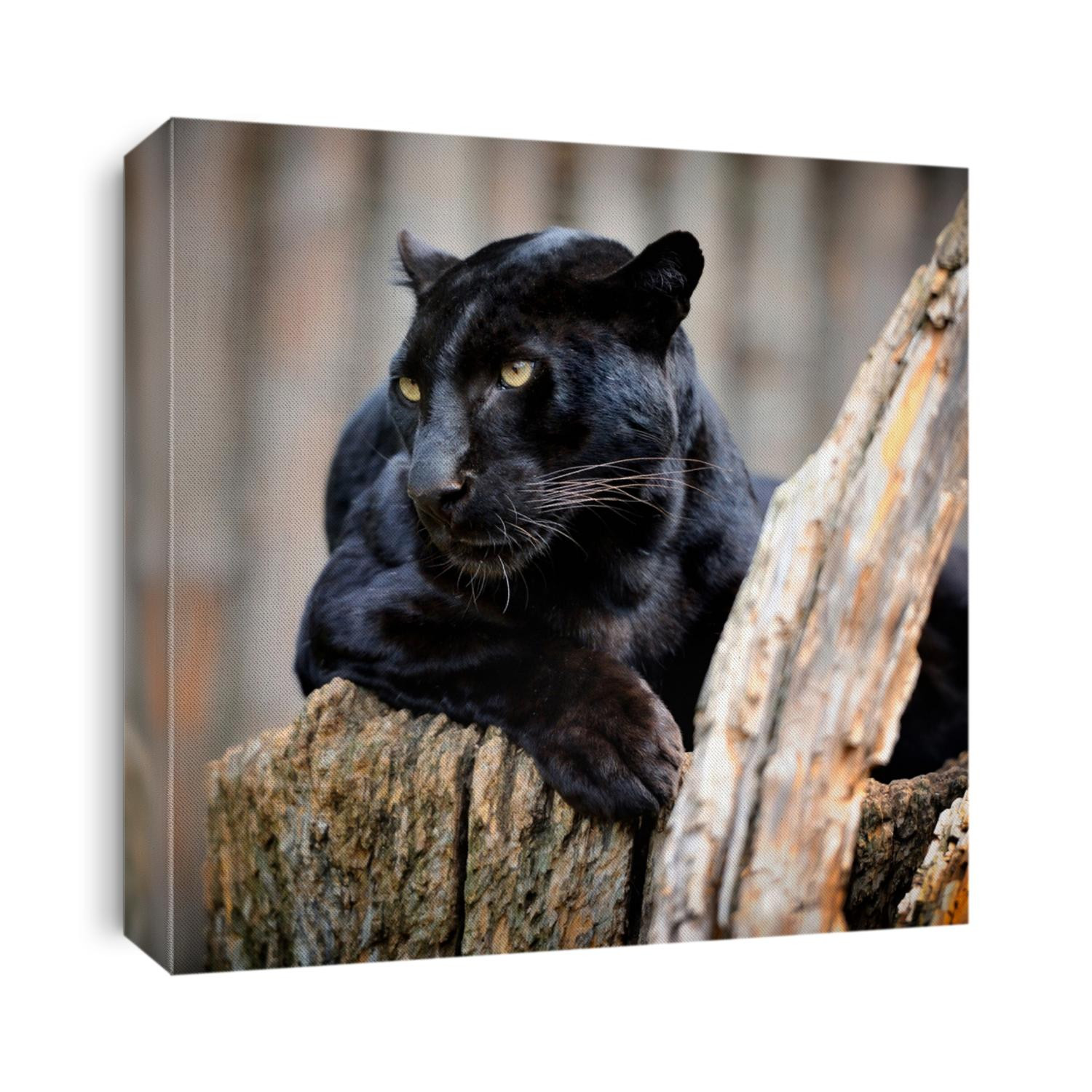 Black leopard