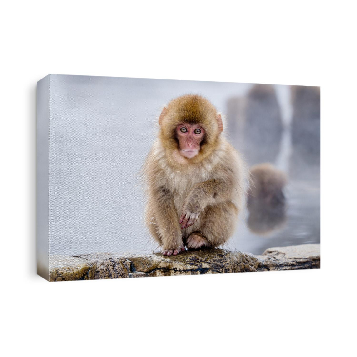 Portrait of a Japanese Snow Monkey
