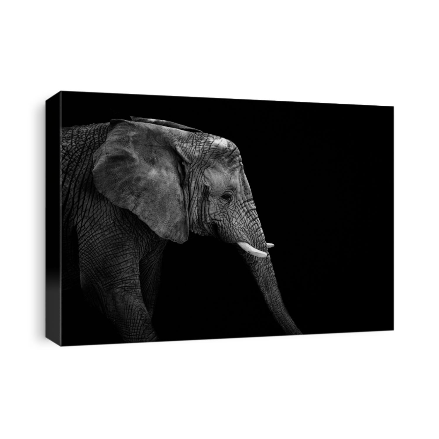 Mochrome portrait elephant. Face elephant. Animal on black. Black and white poster. African elephant.