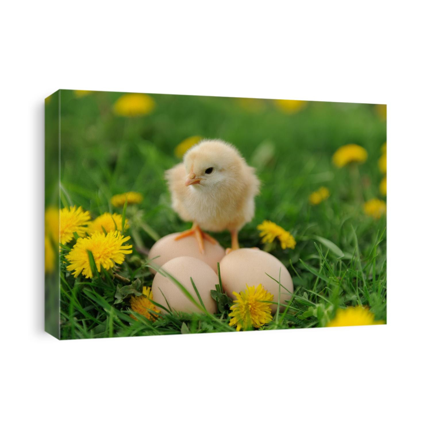 Little chicken and egg on the grass