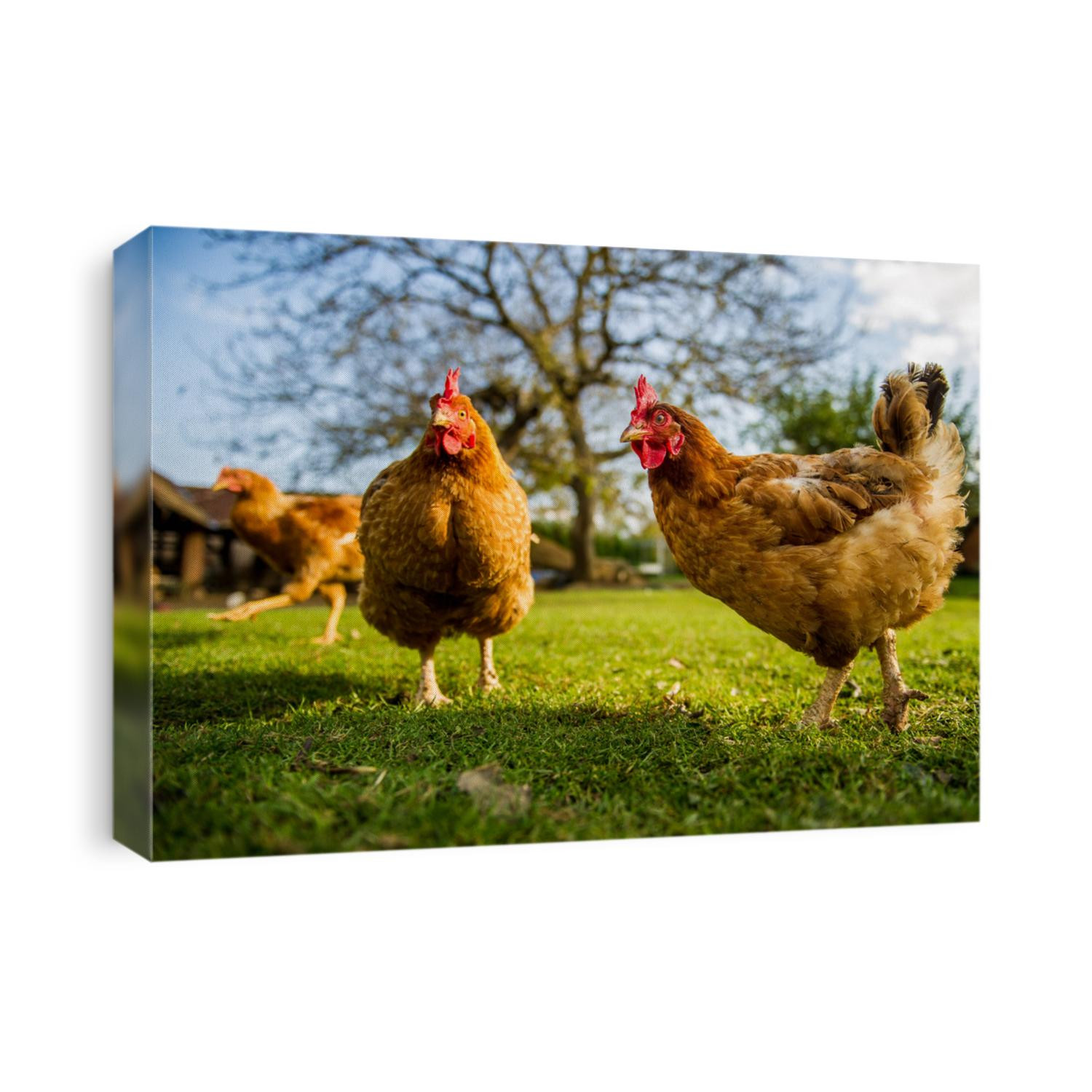 Free range chicken on a traditional poultry farm