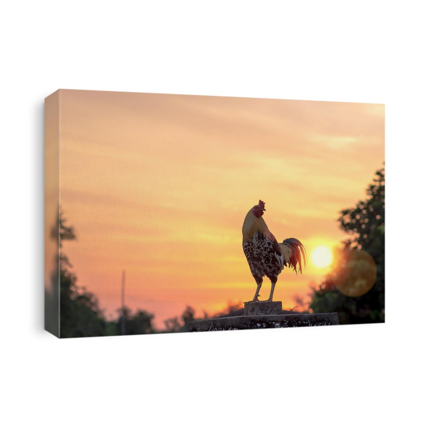 Early morning of new day concept: Silhouette rooster on blurred beautiful sunrise sky with sun light in farm autumn background