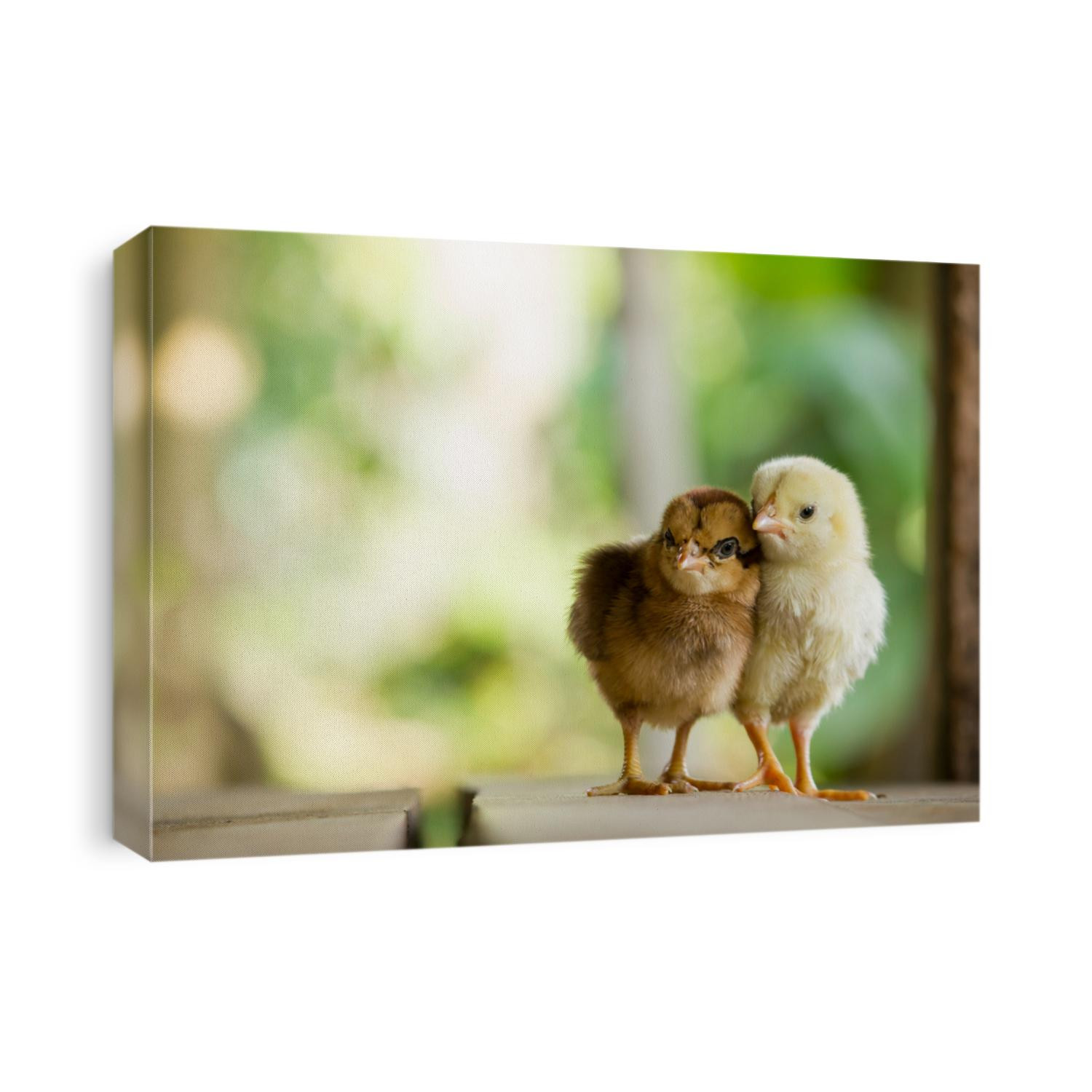 Twin or couple of little chickens friend between brown and yellow color on green or natural background and on wood floor, Both of chicks, Newborn of chickens for concept design and decorative workings