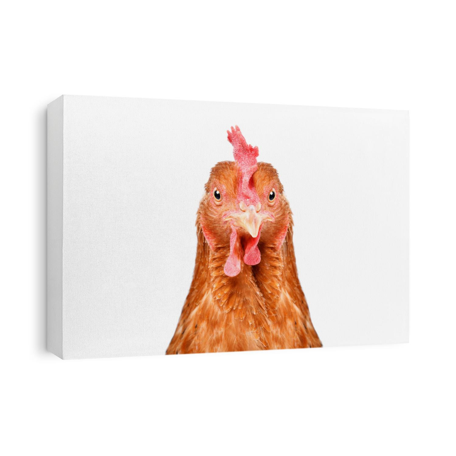 Portrait of a funny chicken, closeup, isolated on white background