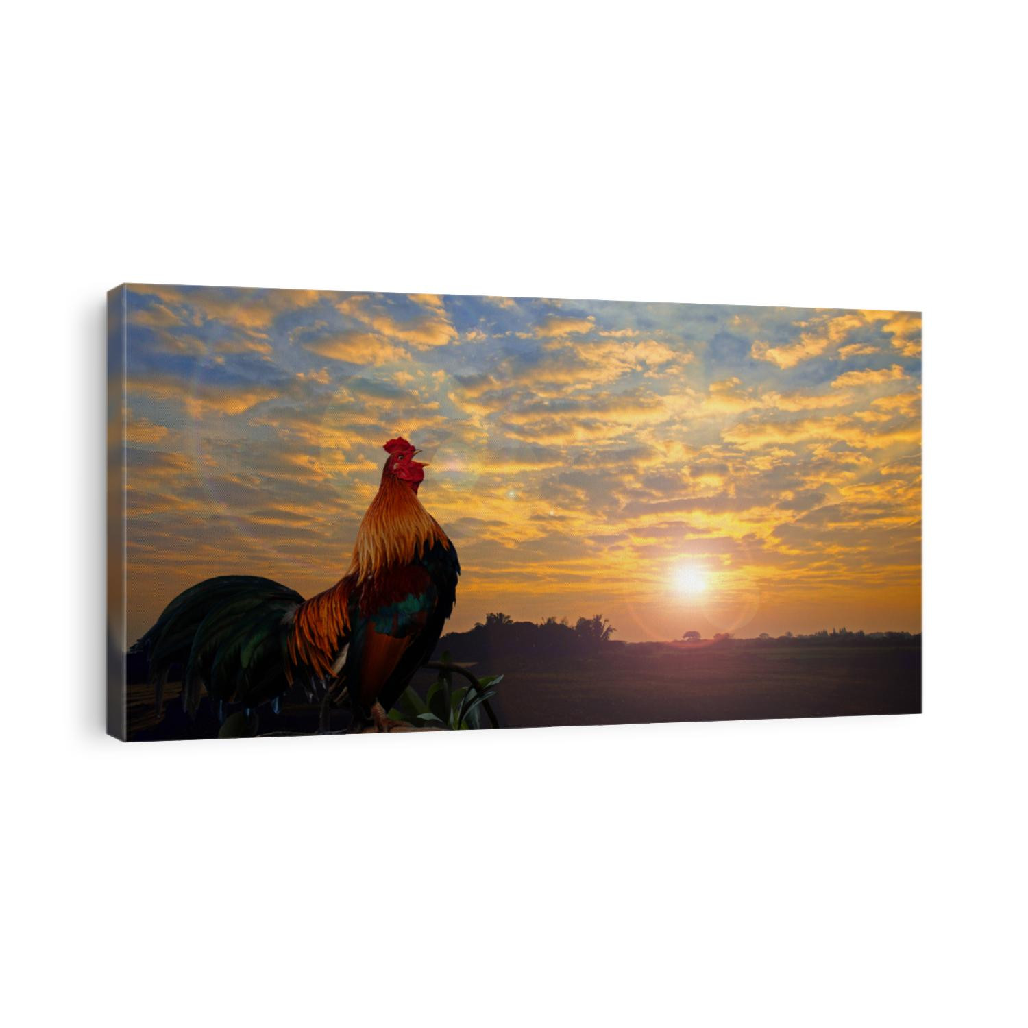 Rooster crowing in the morning with sunrise.