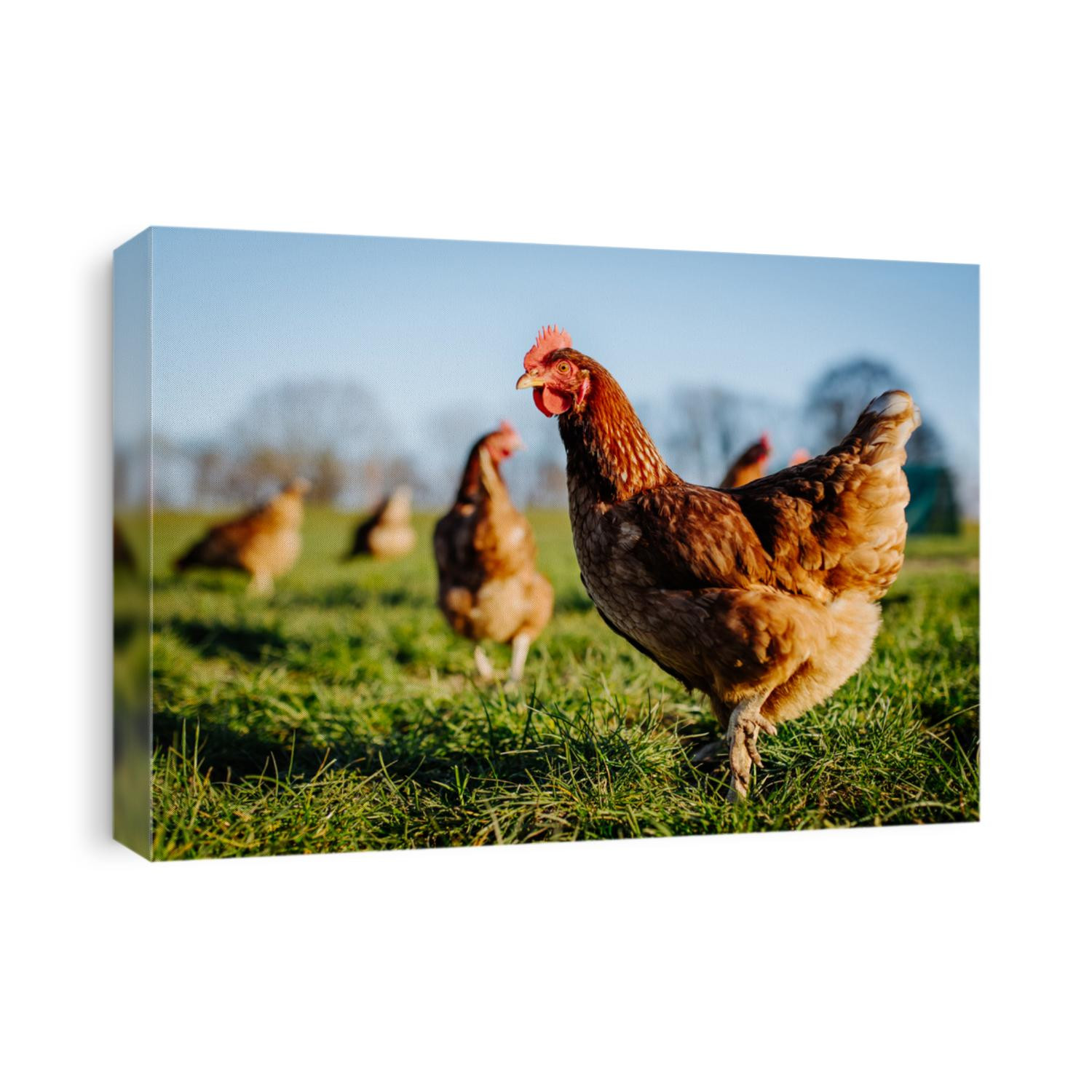 Chicken or hen on a green meadow. Selective sharpness. Several chickens out of focus in the background