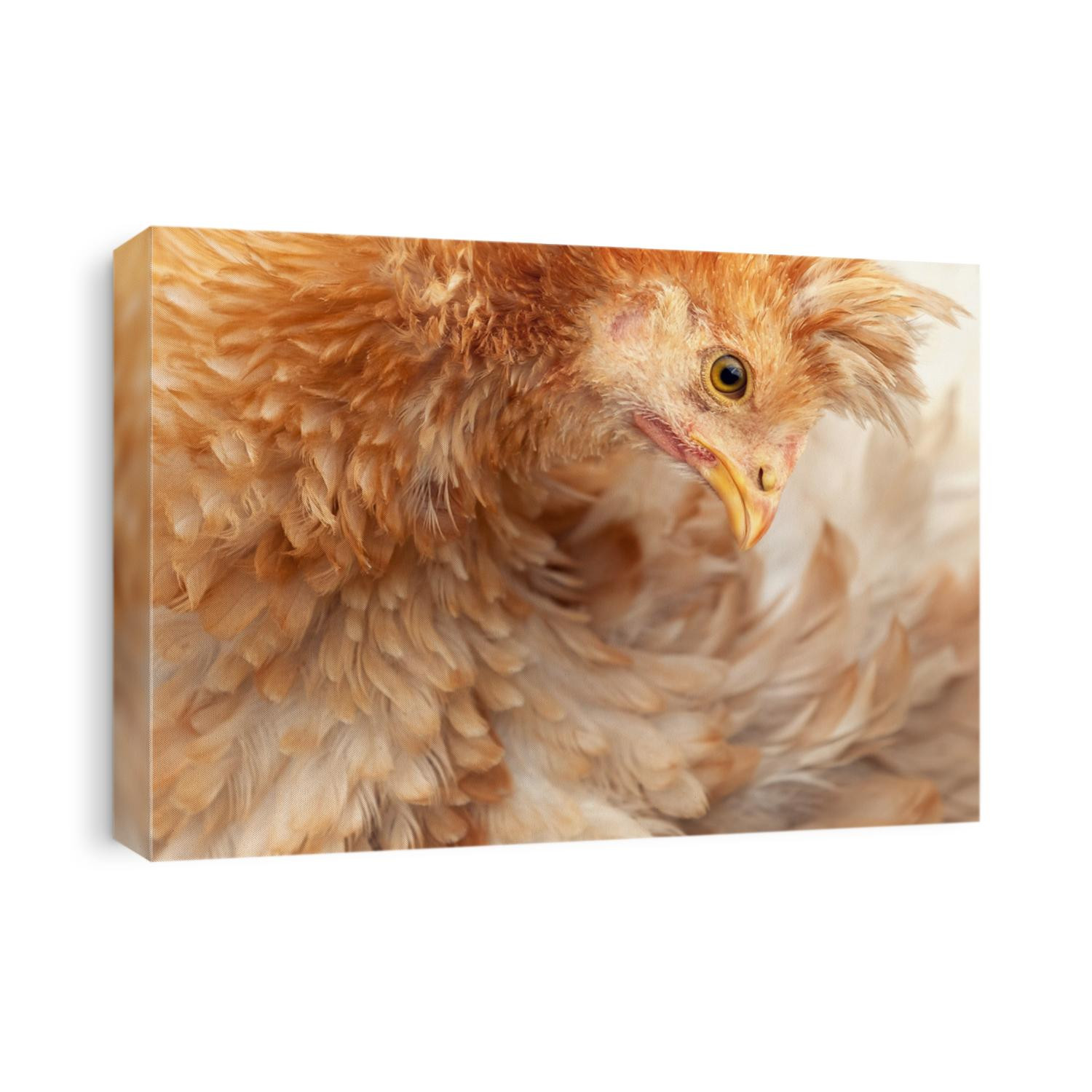 Abstract, nature art of bird, soft pastel detail of design,chicken feather texture, creamy fluffy and shaggy, background wallpaper.