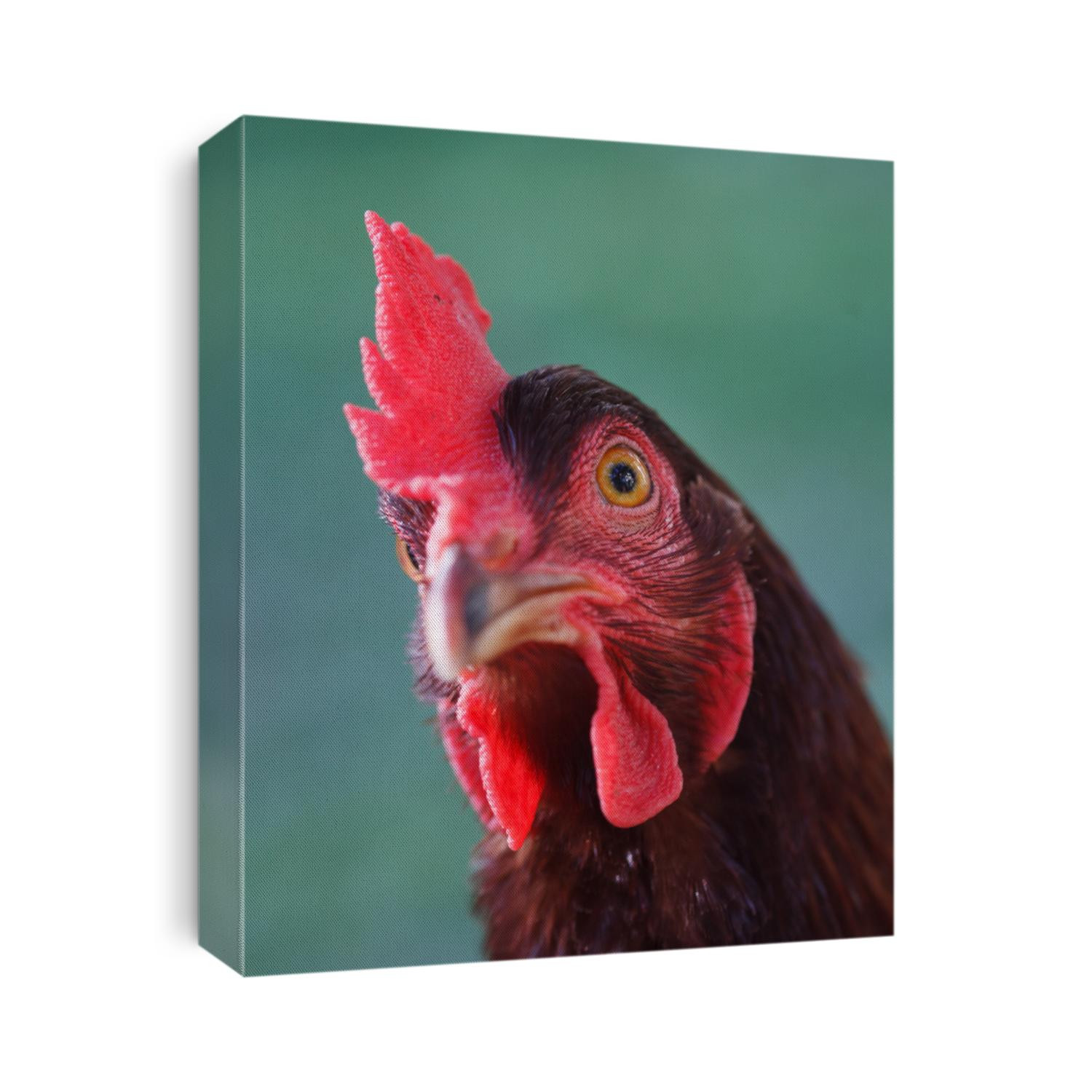close up of Rhode Island Red Chicken Head with red comb and dark feathers during the day.