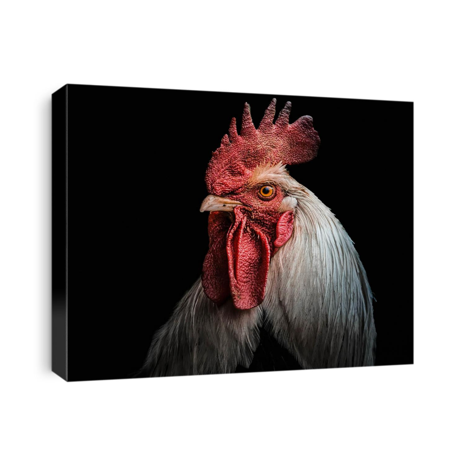 A portrait of a rooster,