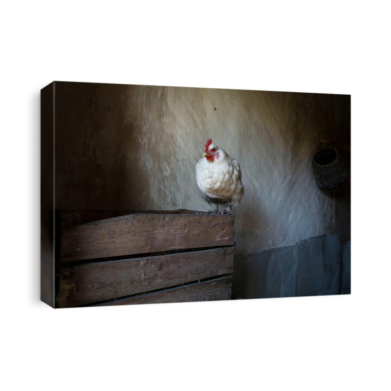 Portrait of a white hen ( chicken) sitting  in front of a clay vintage wall