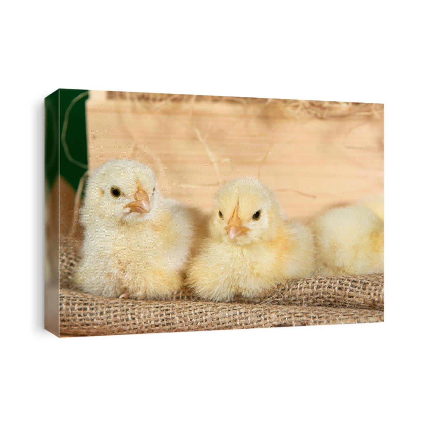 Cute downy yellow newborn chickens on hay in a wooden box. Easter scene, farm lifestyle.