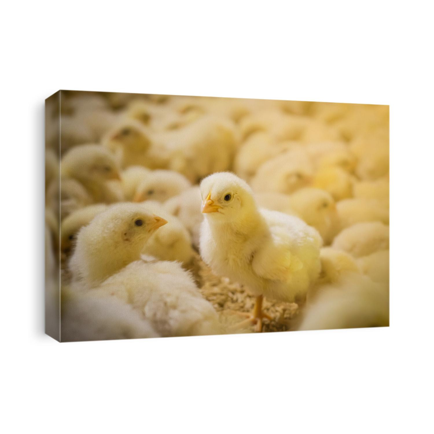 The little chickens in the smart farming. The animals farming business picture with yellow light