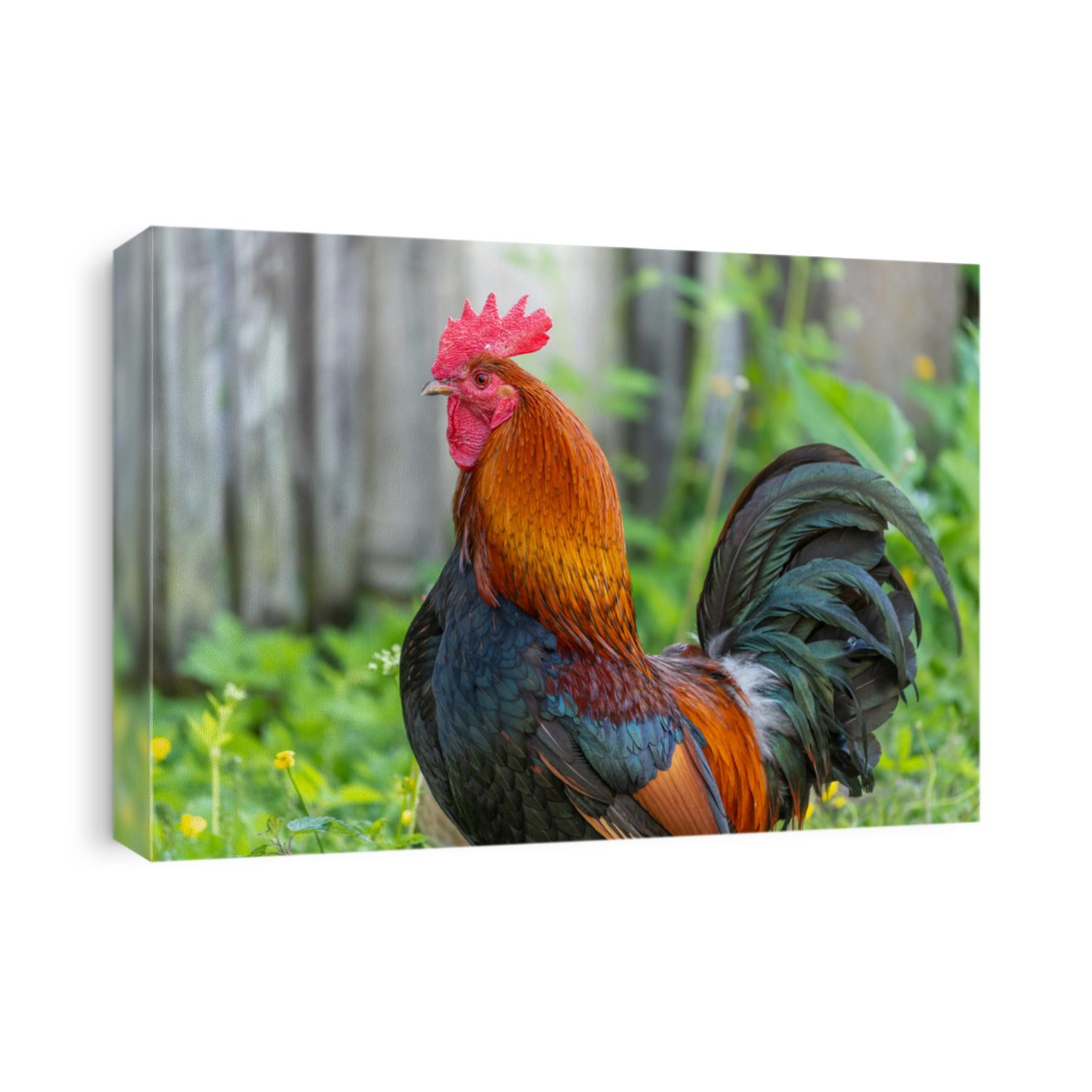 Rooster on an educational farm in the countryside. France, Alsace.