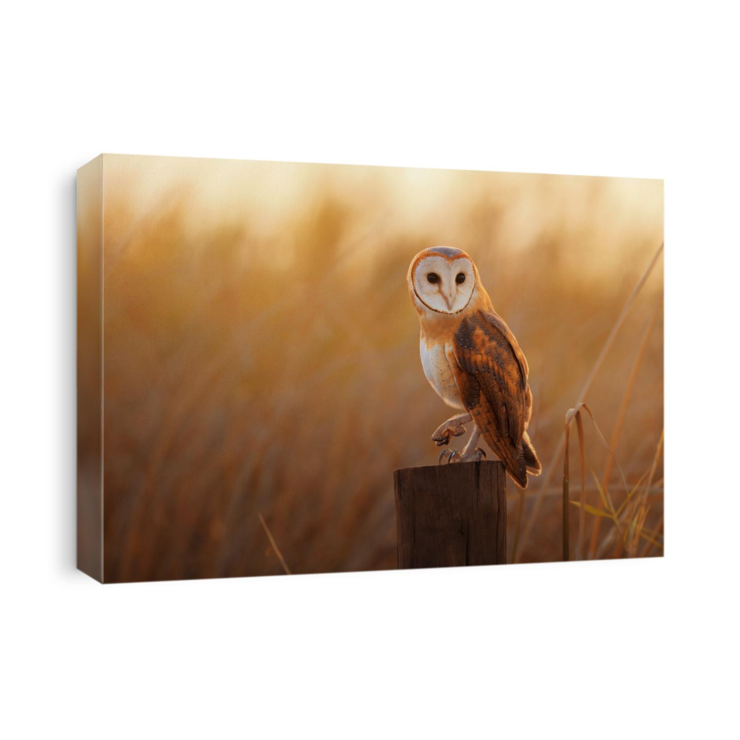 A beautiful barn owl perched on a tree stump.