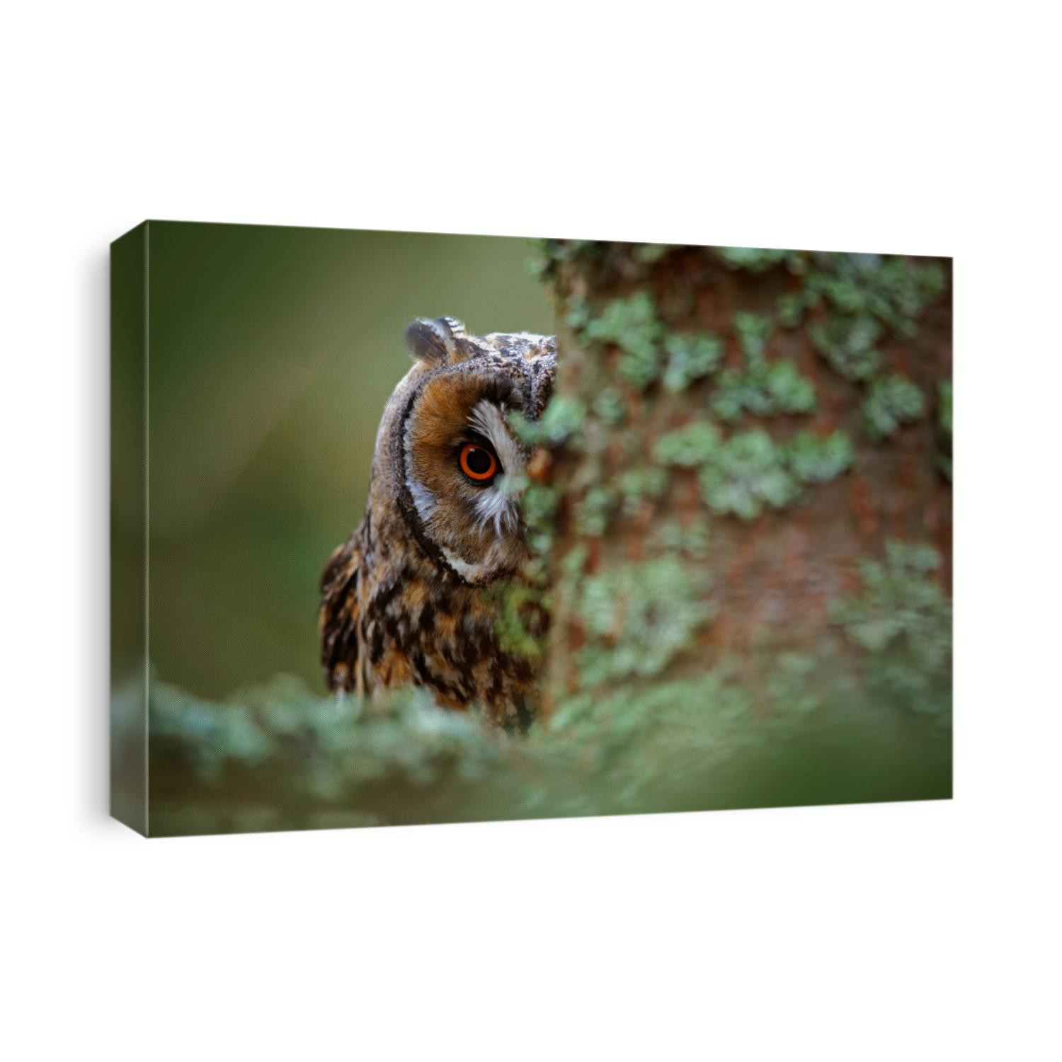 Hidden portrait of Long-eared Owl with big orange eyes behind larch tree trunk, wild animal in the nature habitat, Sweden.