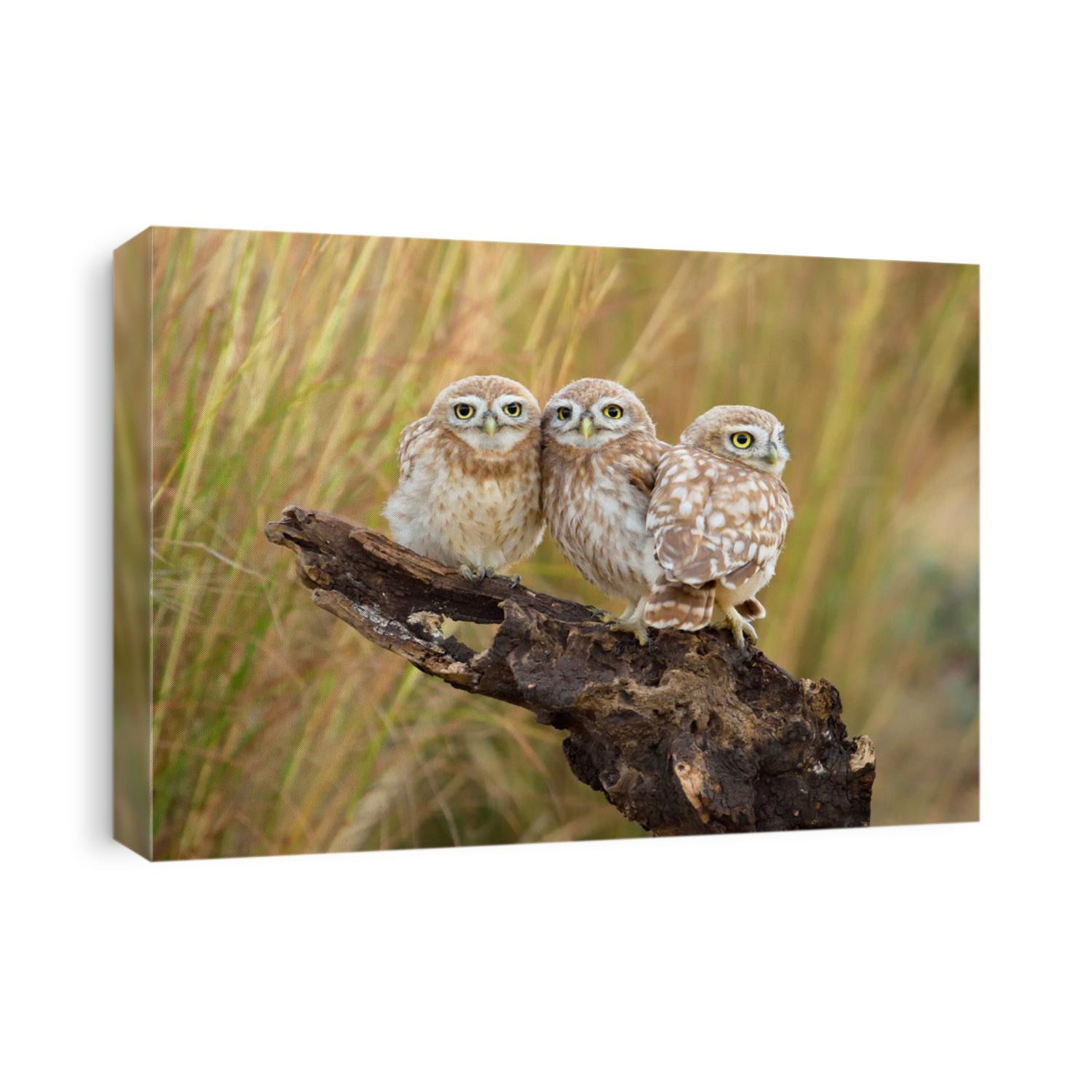 Little Owl's family portrait