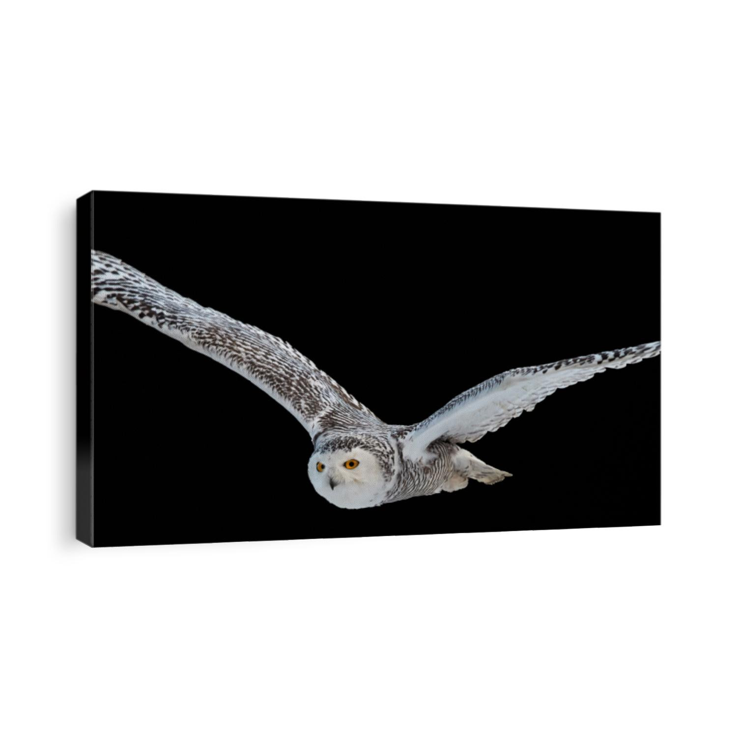 Isolated on black background,  flying beautiful Snowy owl Bubo scandiacus. Magic white owl with black spots and bright yellow eyes flying with fully outstretched wings. Symbol of arctic wildlife. 