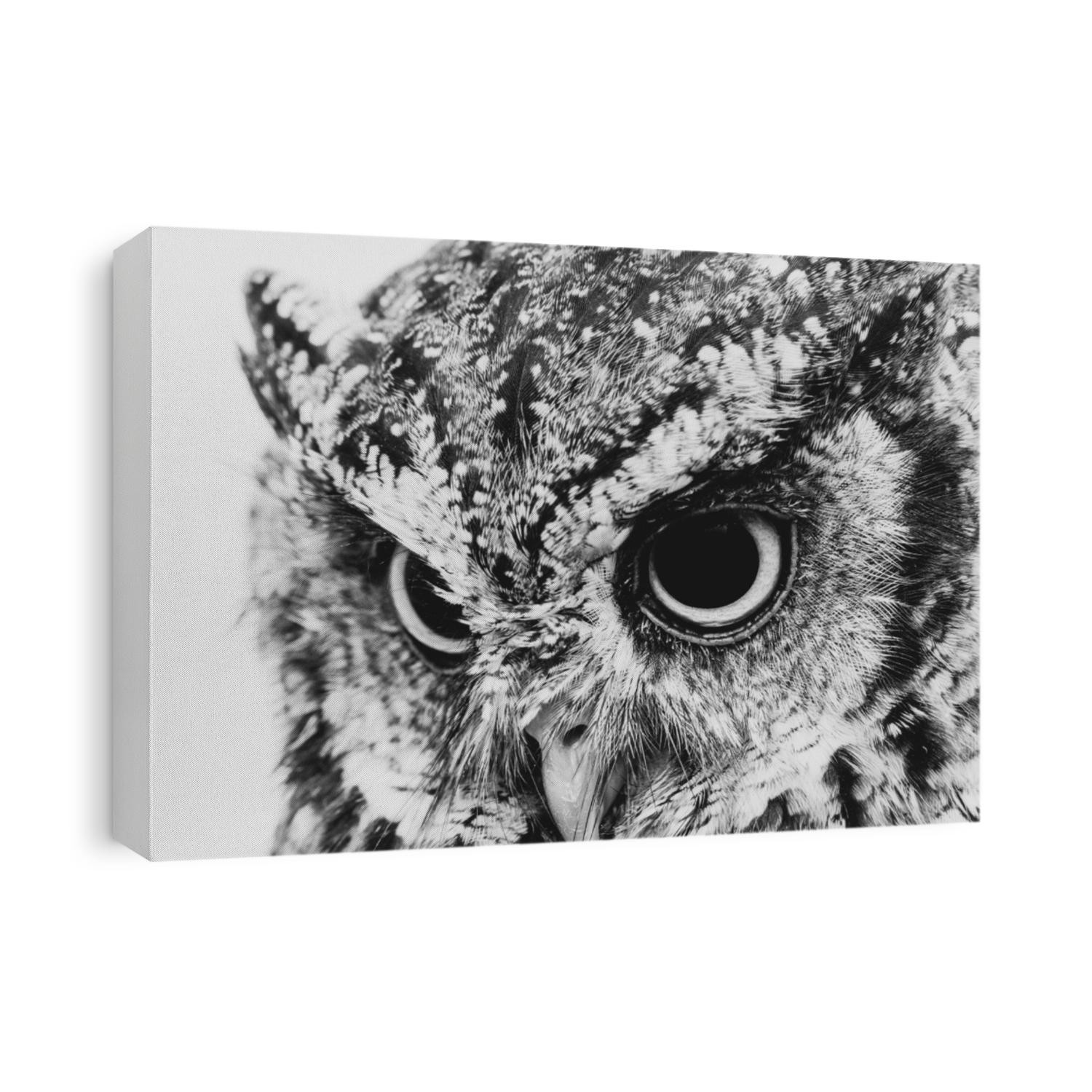 The bureaucratic owl, also called field-buckthorn, field owl, owl-owl, buck-owl, owl-owl, guede, urucura, urucurian and urucuriá, is called "buraqueira" in holes dug in the ground
