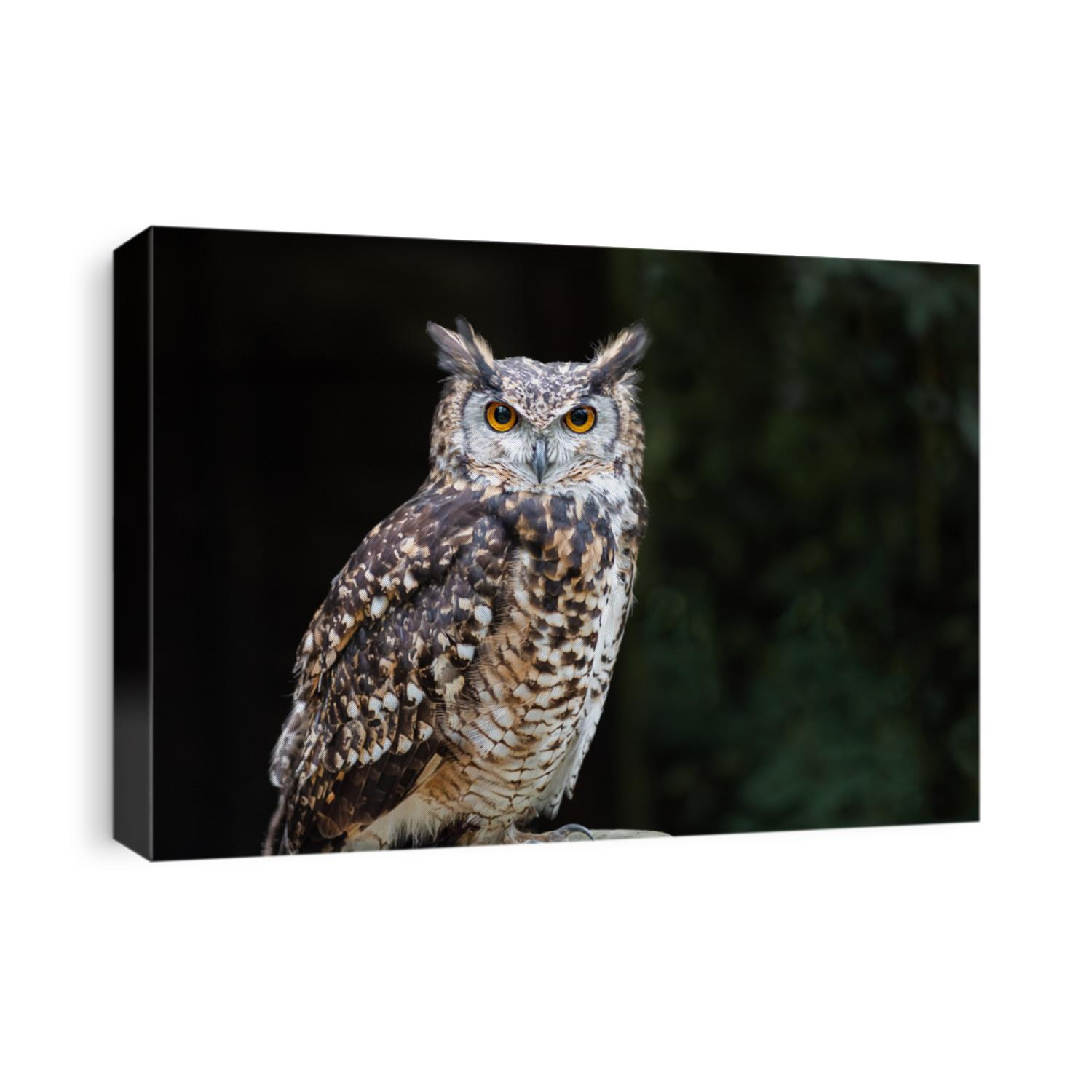 A close up of a european eagle owl perched on a post and staring forward. Taken against a dark background the eyes are penetrating the viewer