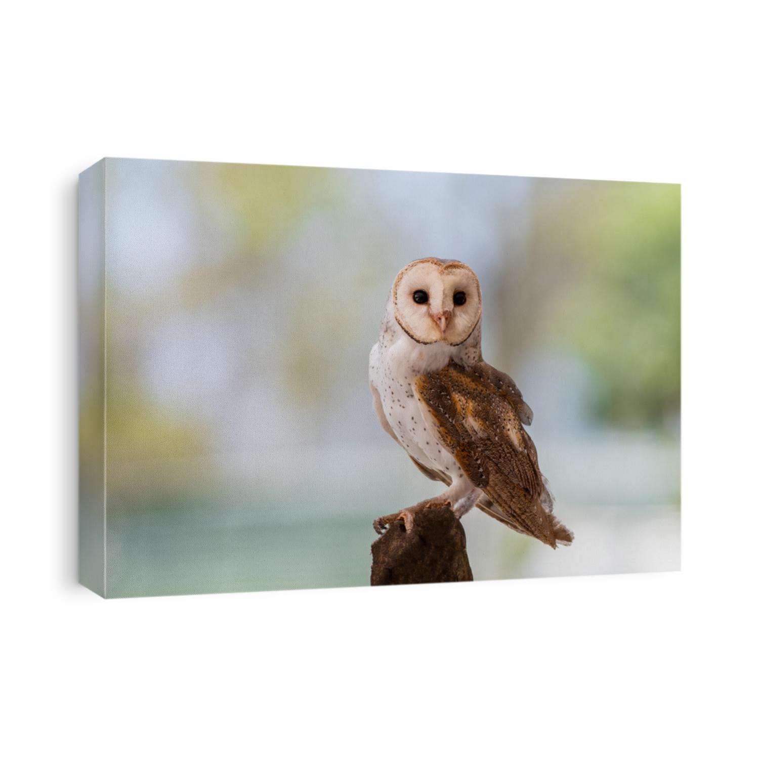 Adolescent Bark owl in Australia