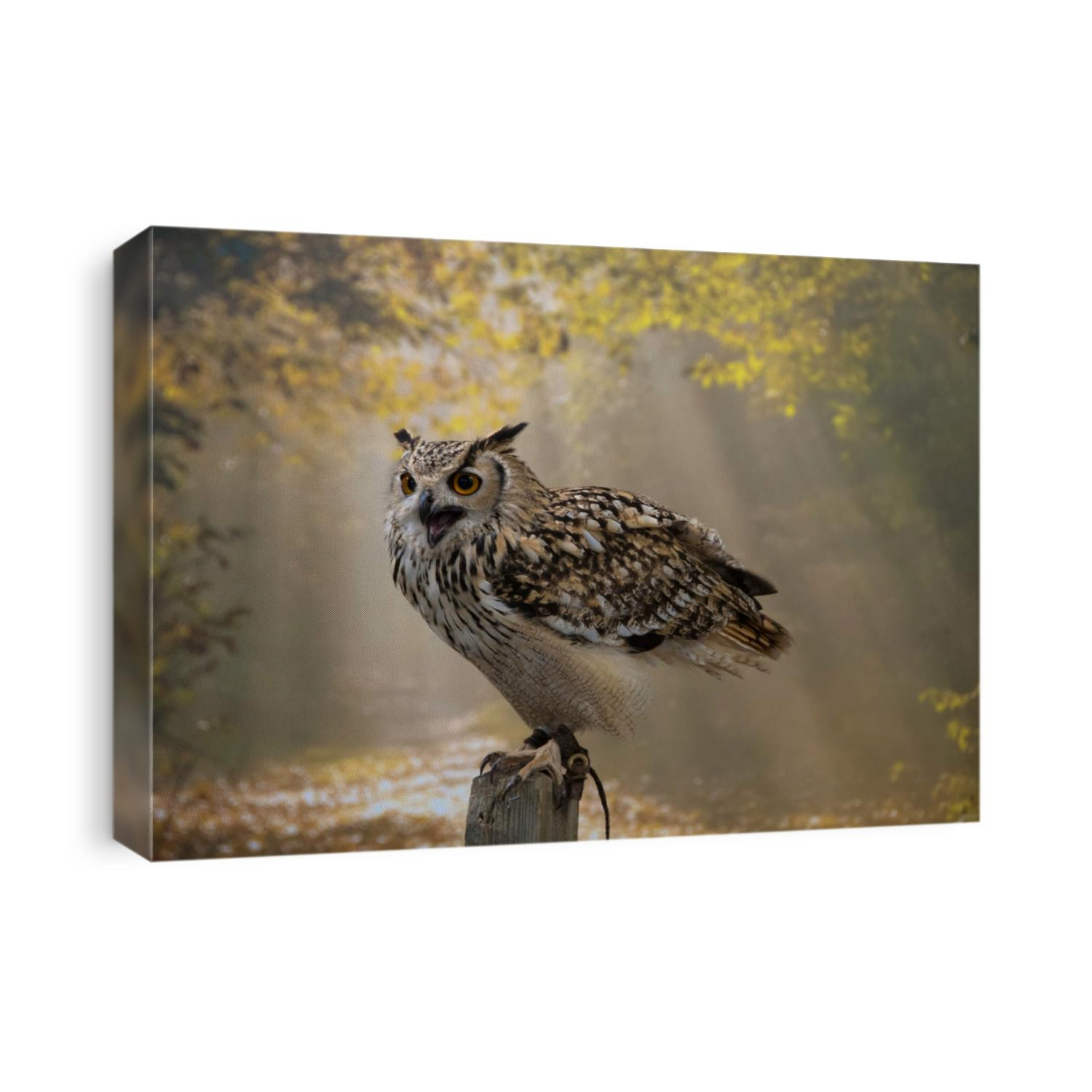 The majestic Indian Eagle owl poses on a stand