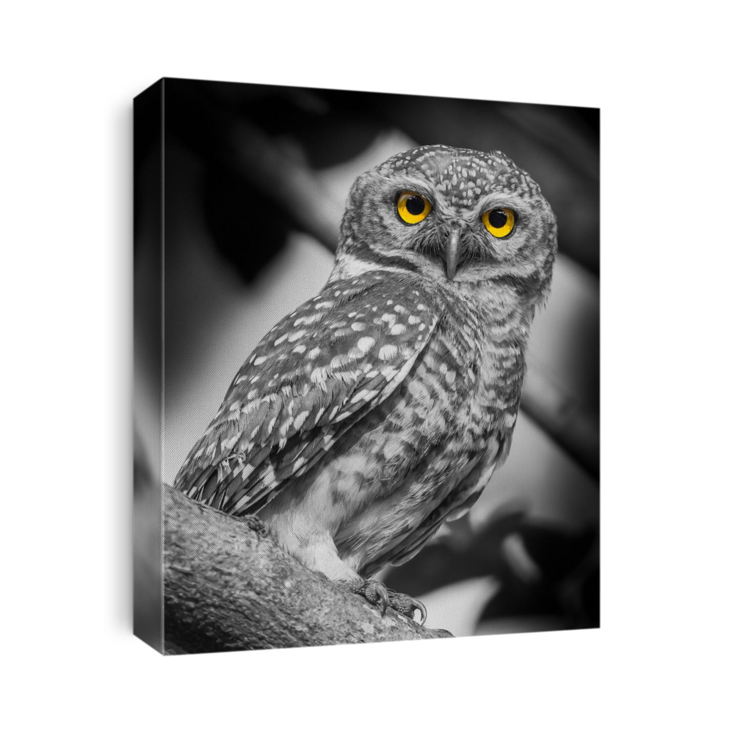 Spotted owlet( Athene brama) in nature with black&white style 