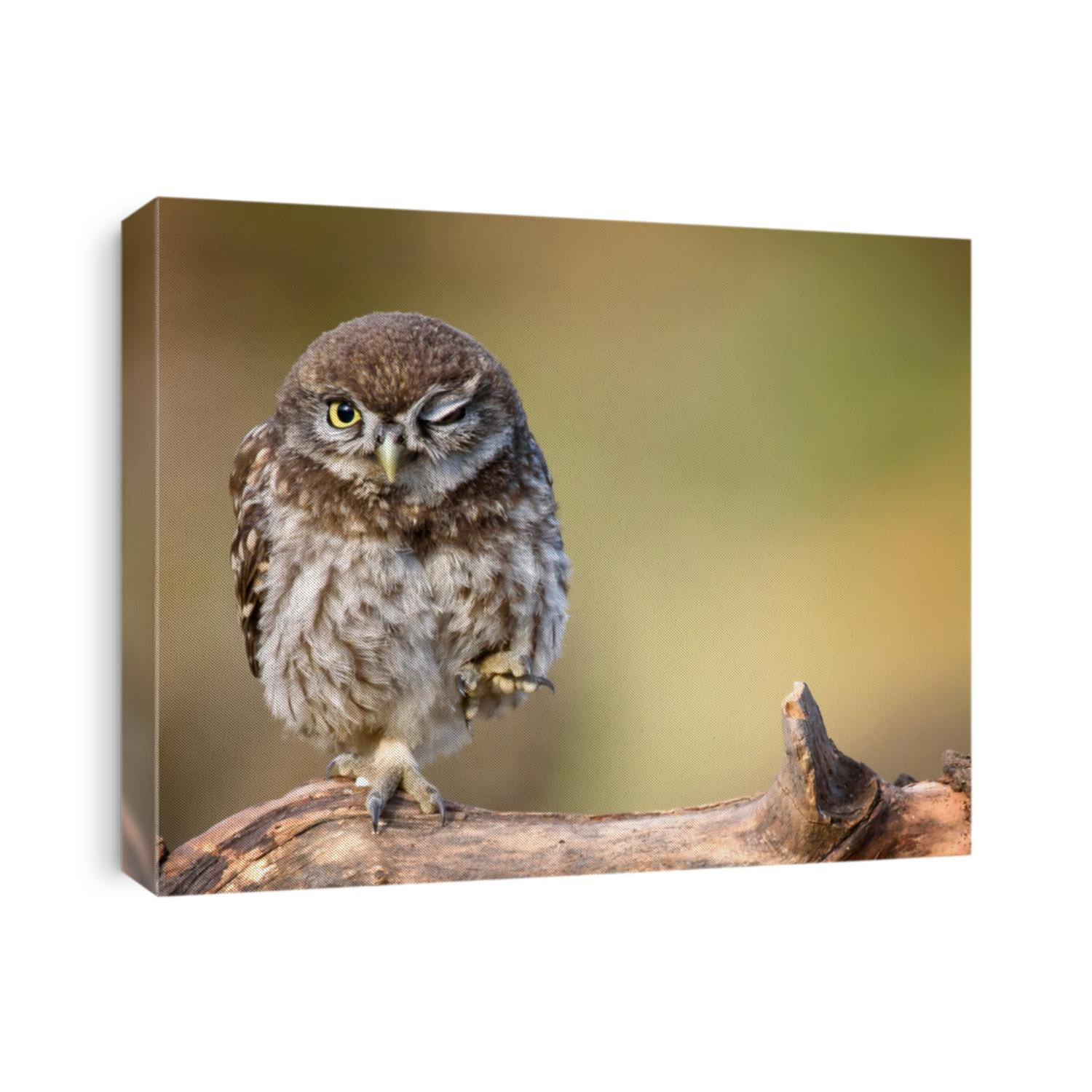 little owl (Athene noctua) is on the stone on a beautiful background.