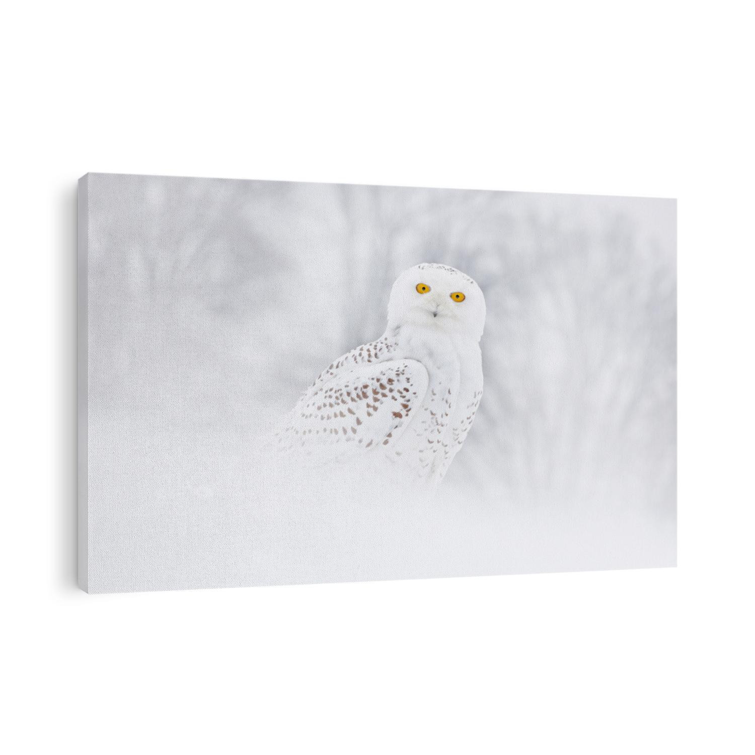 Snowy owl sitting on the snow in the habitat. Cold winter with white bird. Wildlife scene from nature, Manitoba, Canada. Owl on the white meadow, animal bahavior.